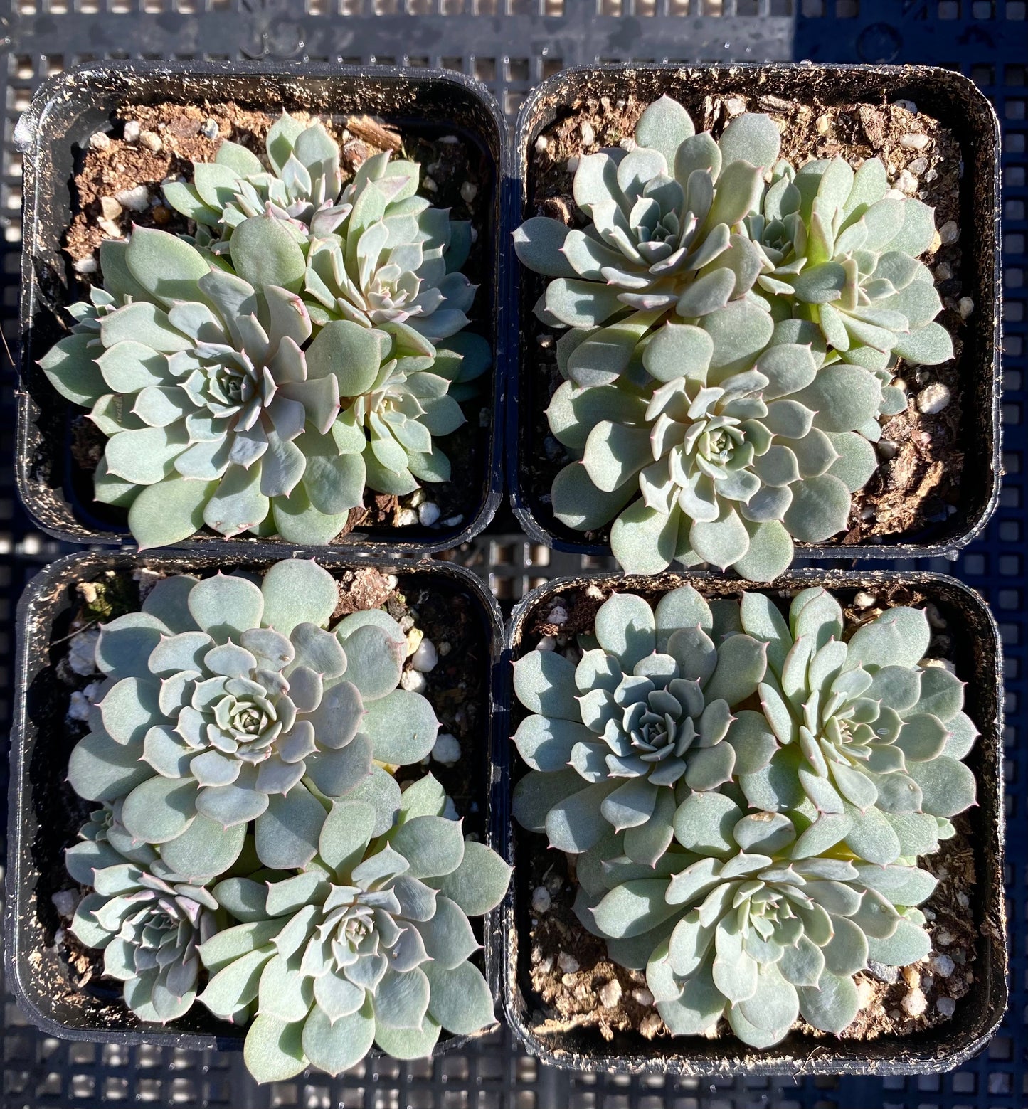 Echeveria Tuxpan