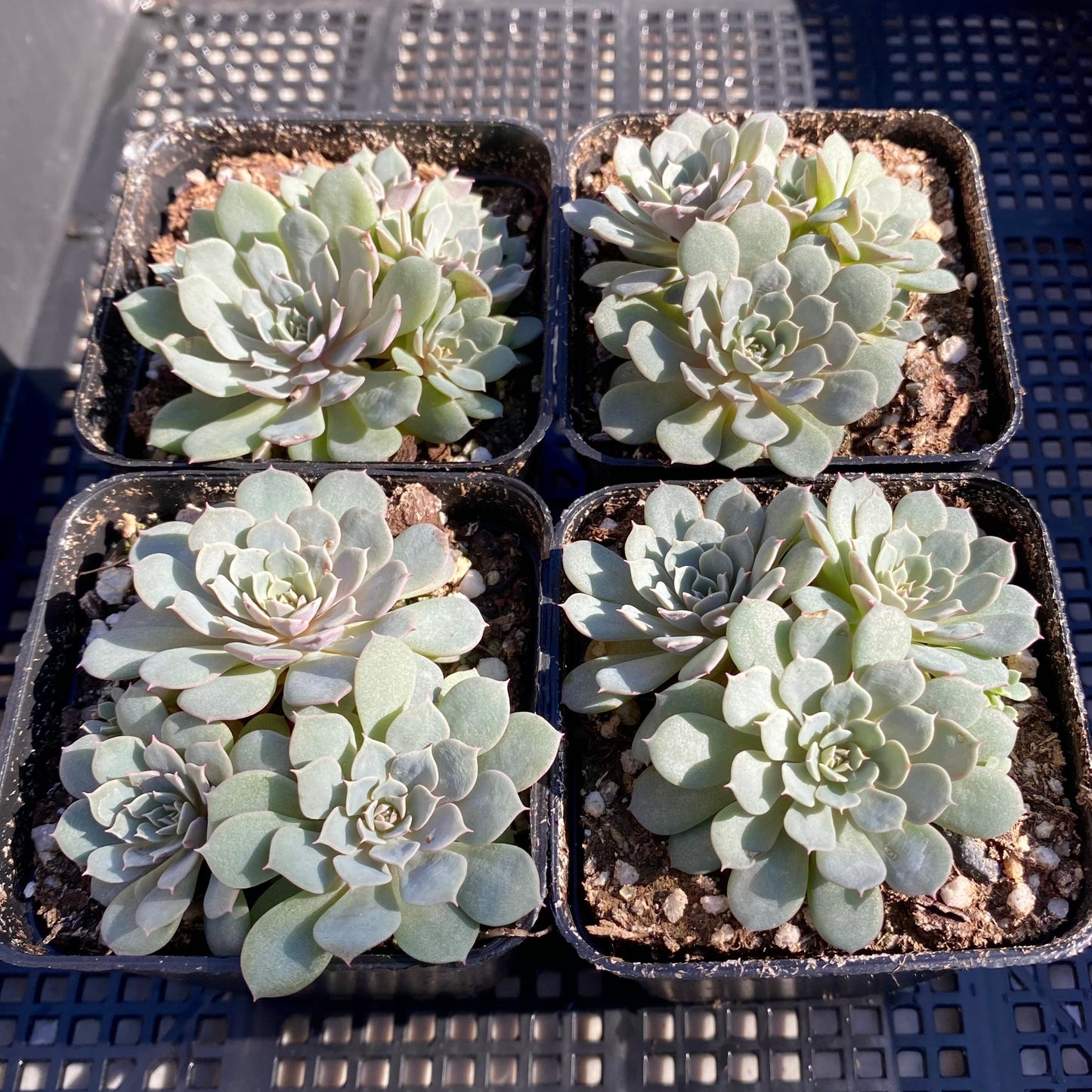 Echeveria Tuxpan