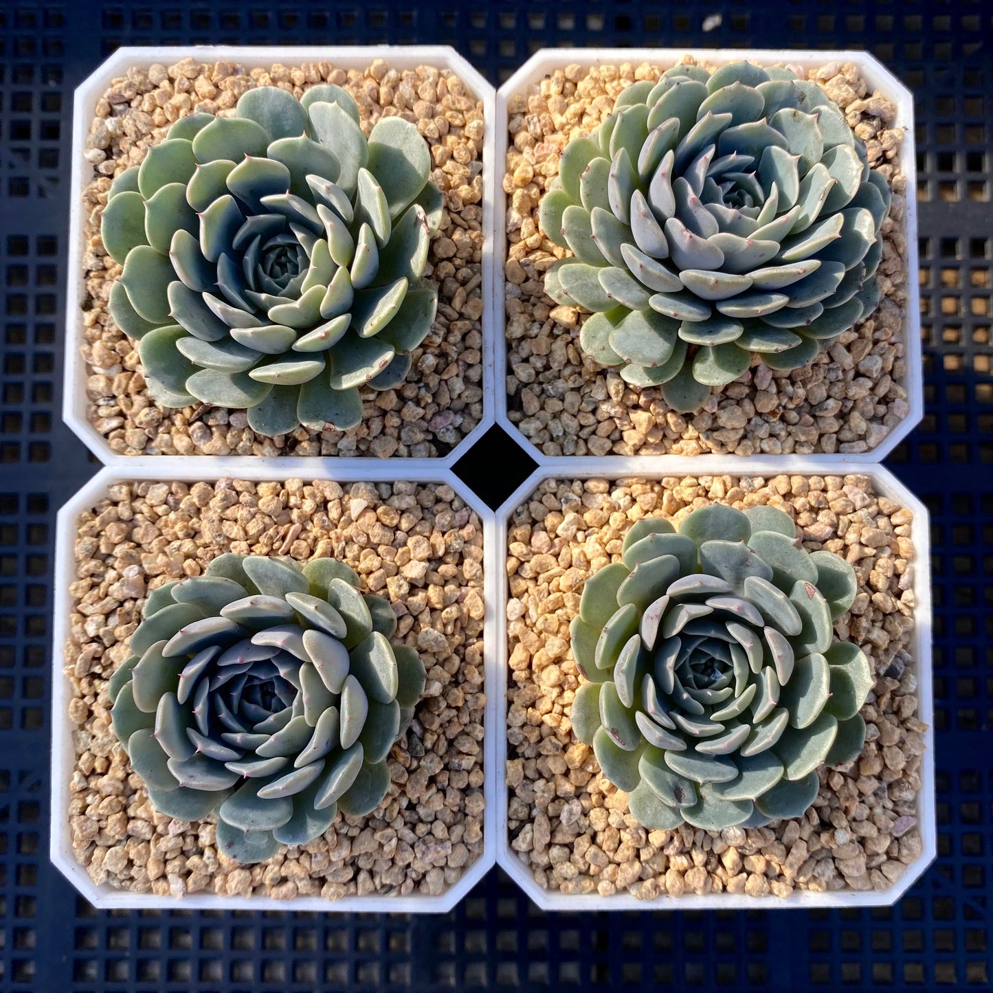 Echeveria Tuxpan
