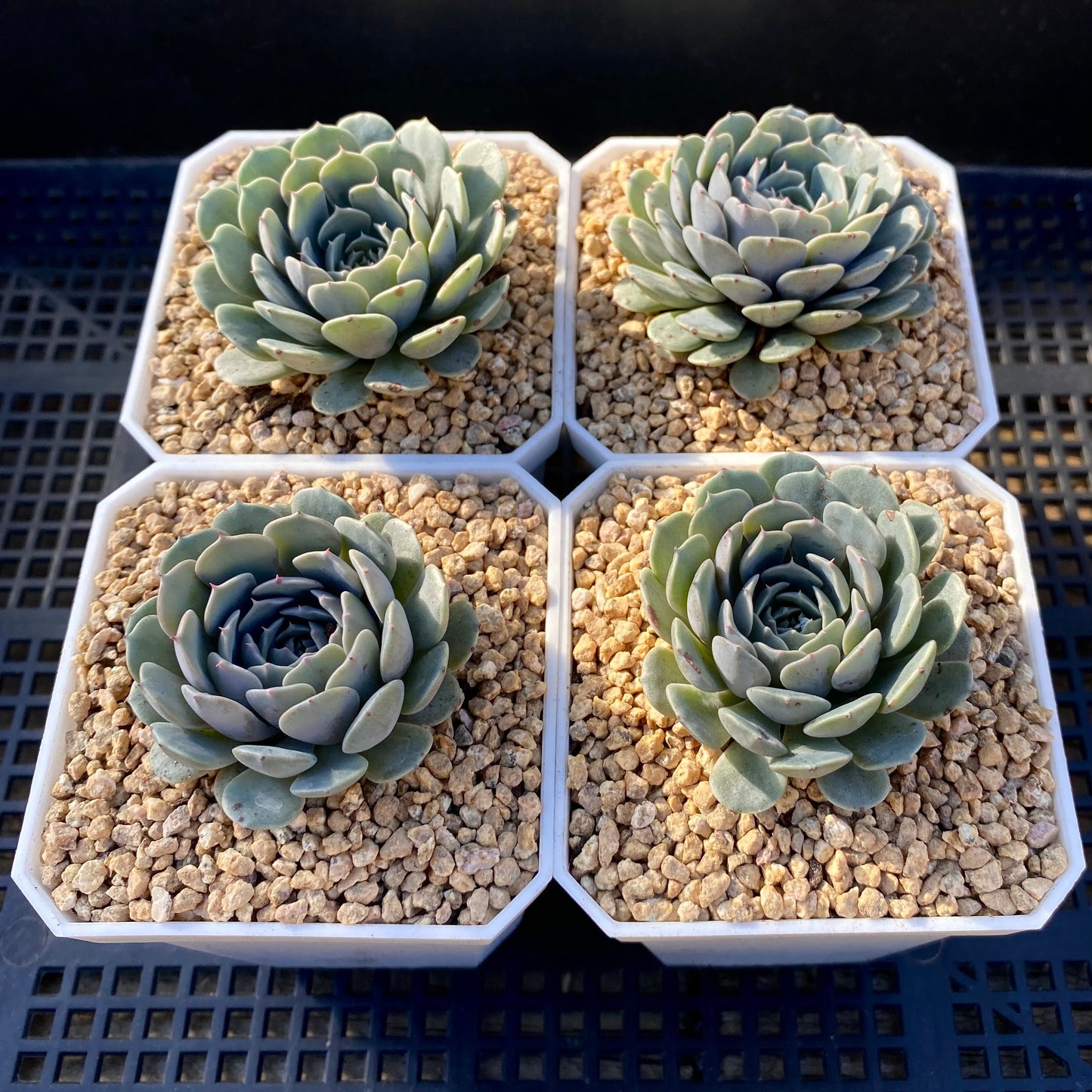 Echeveria Tuxpan