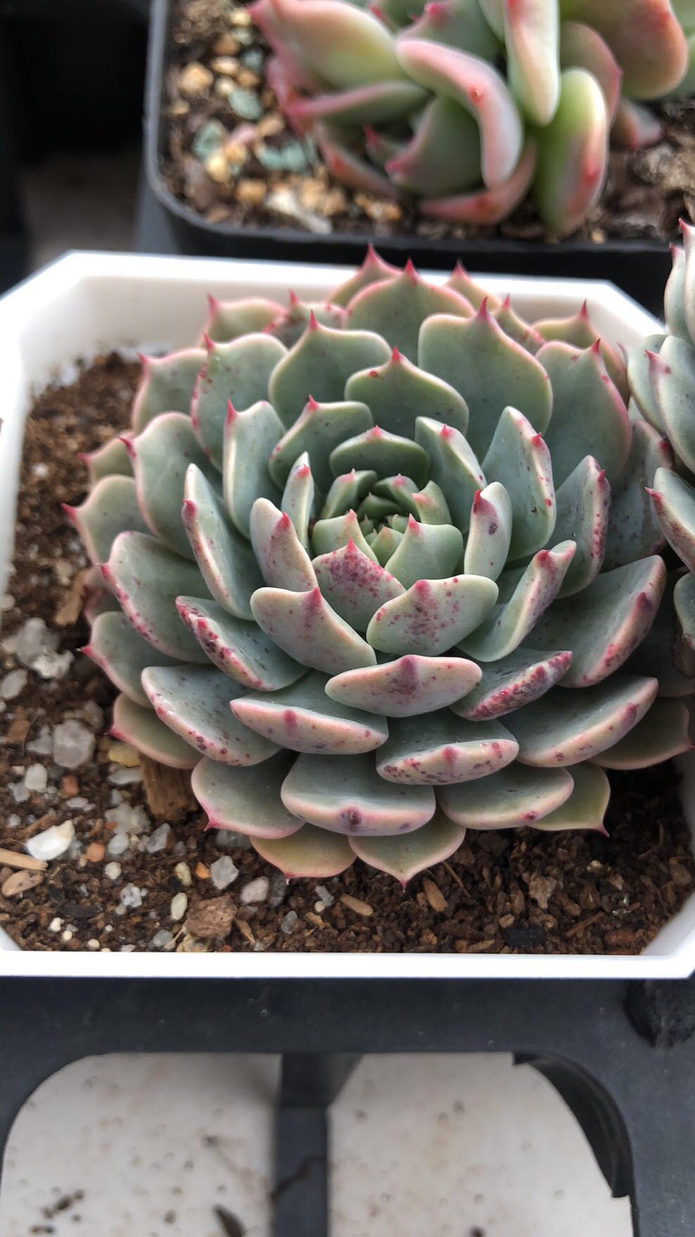 Echeveria Tuxpan