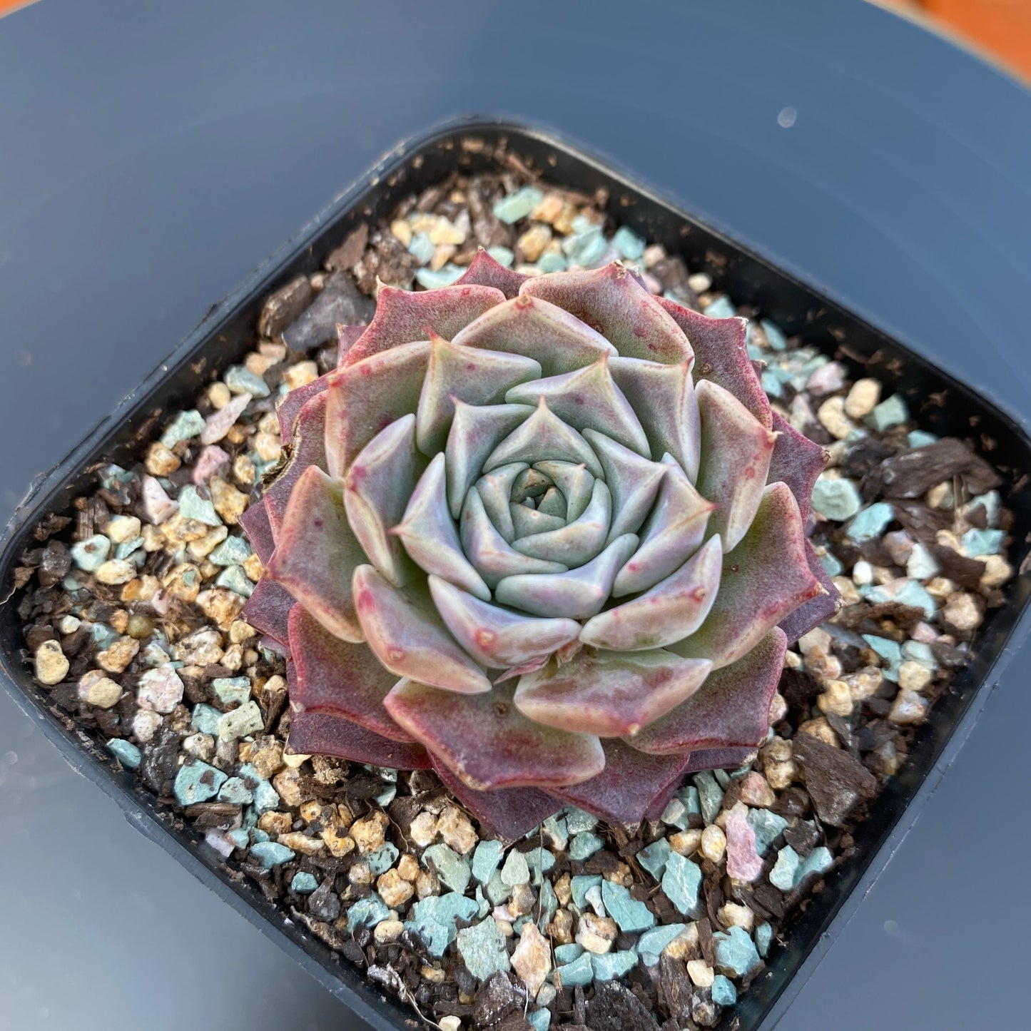 Echeveria seashell/ conch