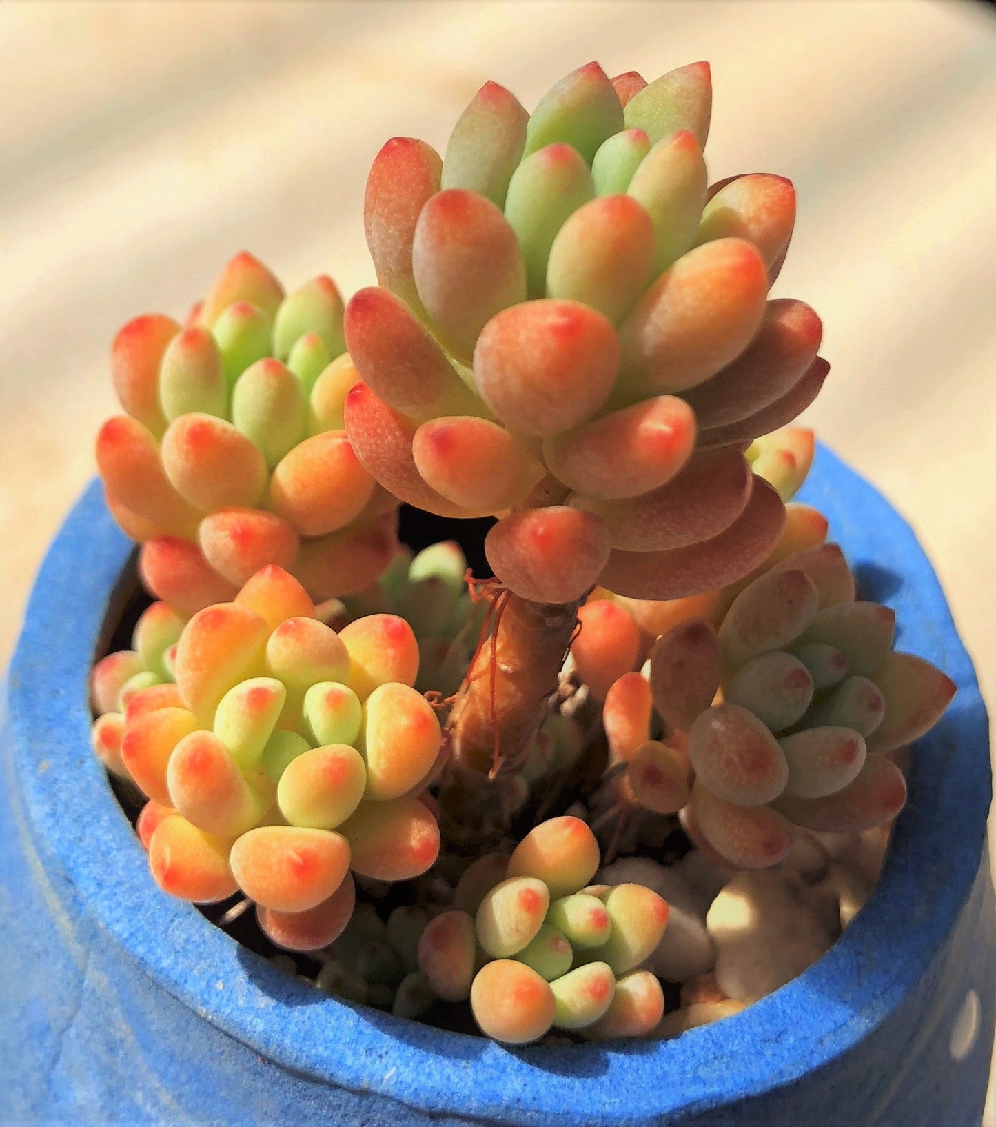 Graptopetalum Microcalyx