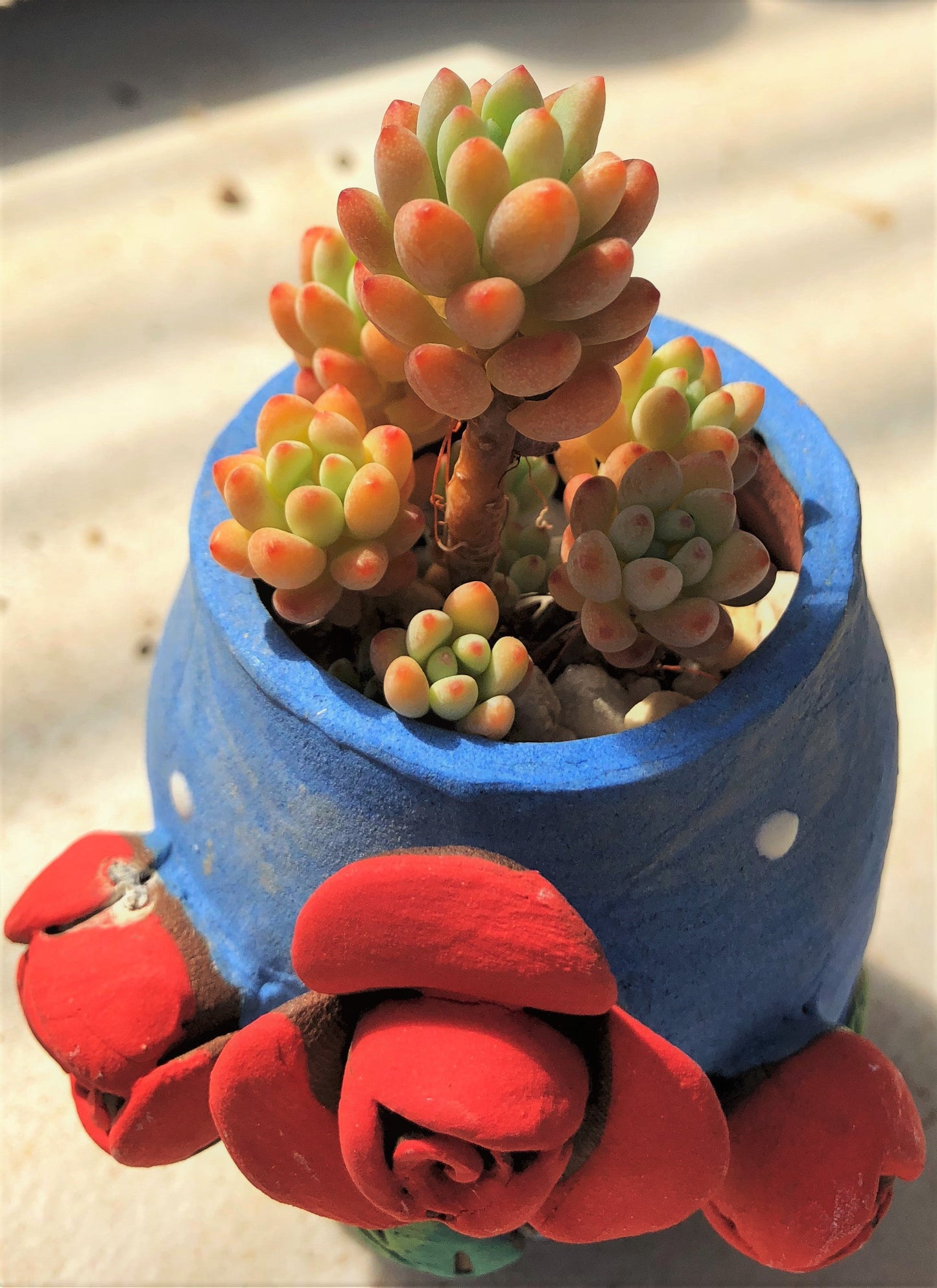 Graptopetalum Microcalyx