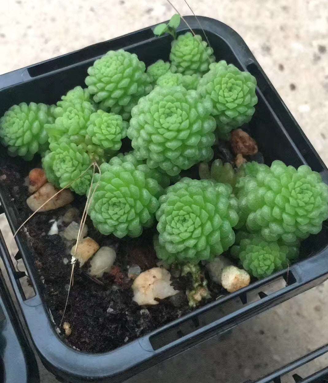 Monanthes polyphylla