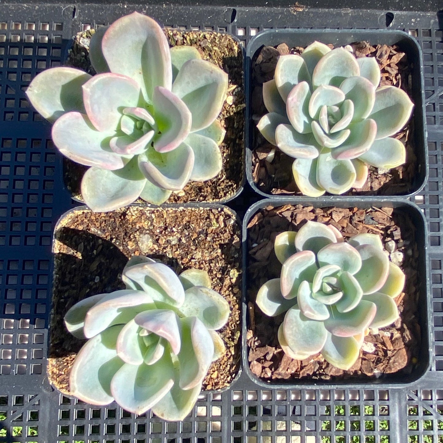 Pachyveria orpet