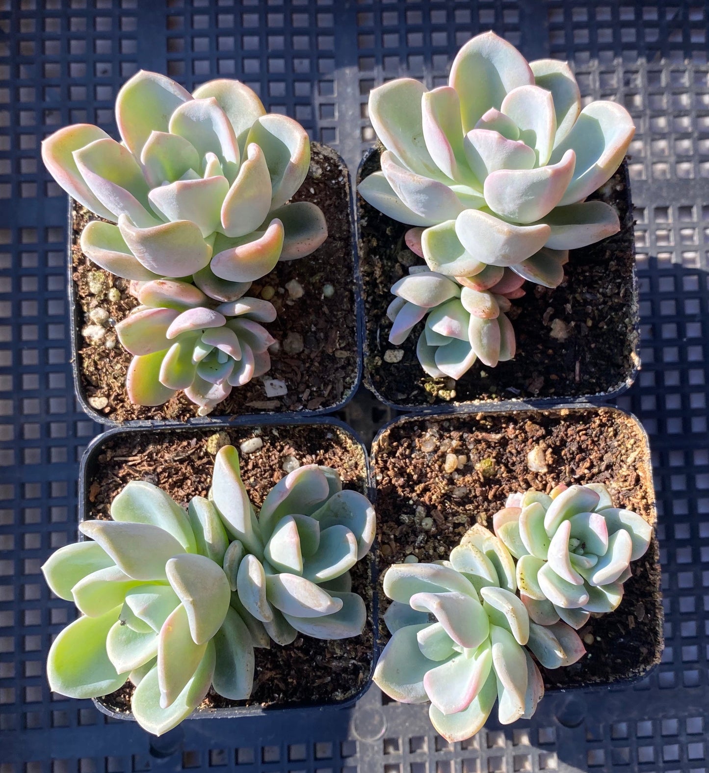 Pachyveria orpet