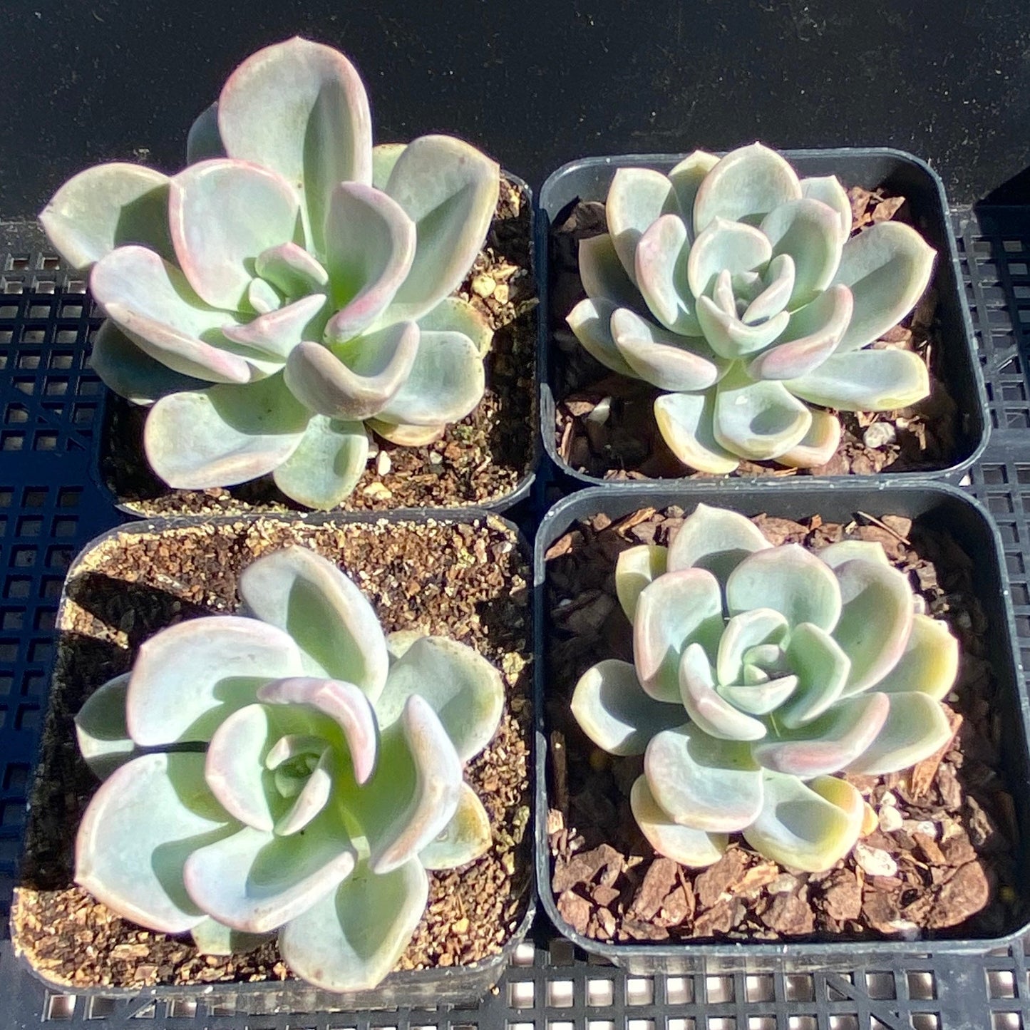 Pachyveria orpet