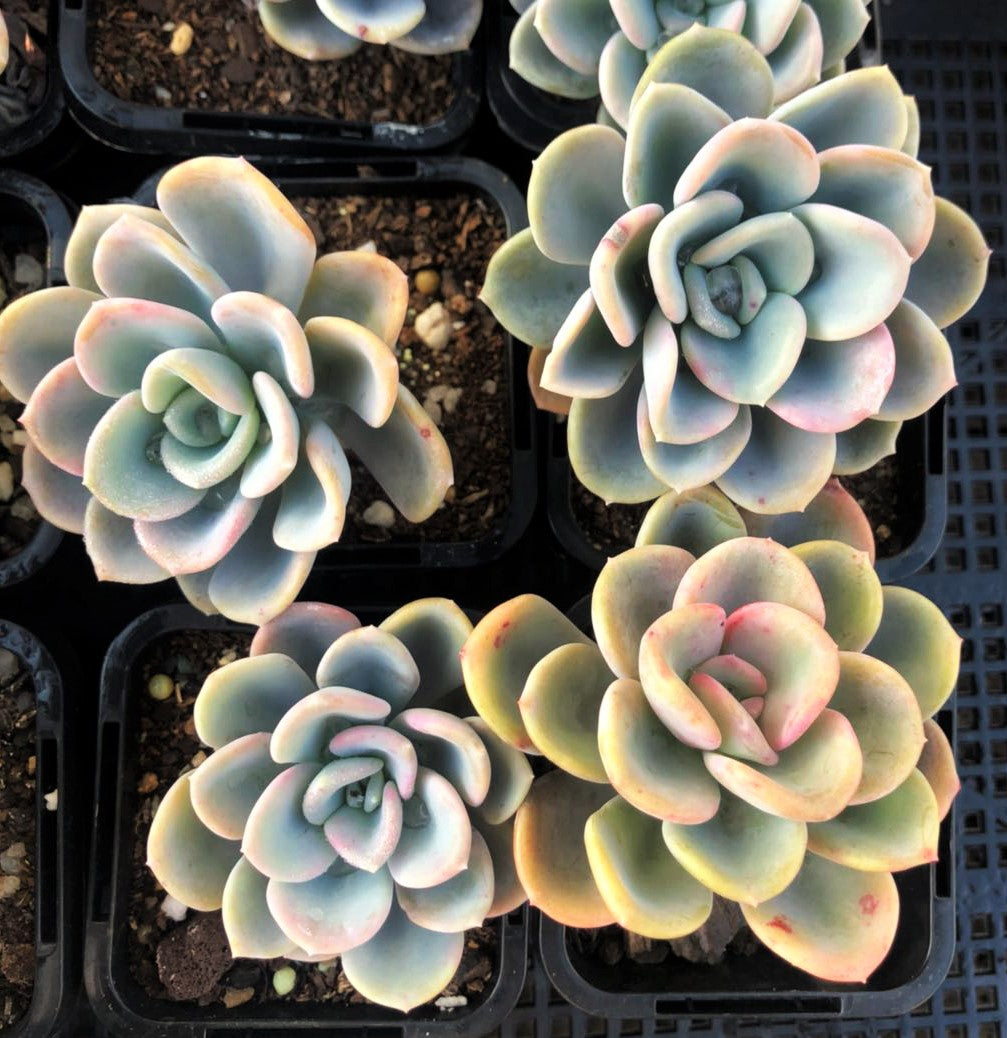 Pachyveria orpet