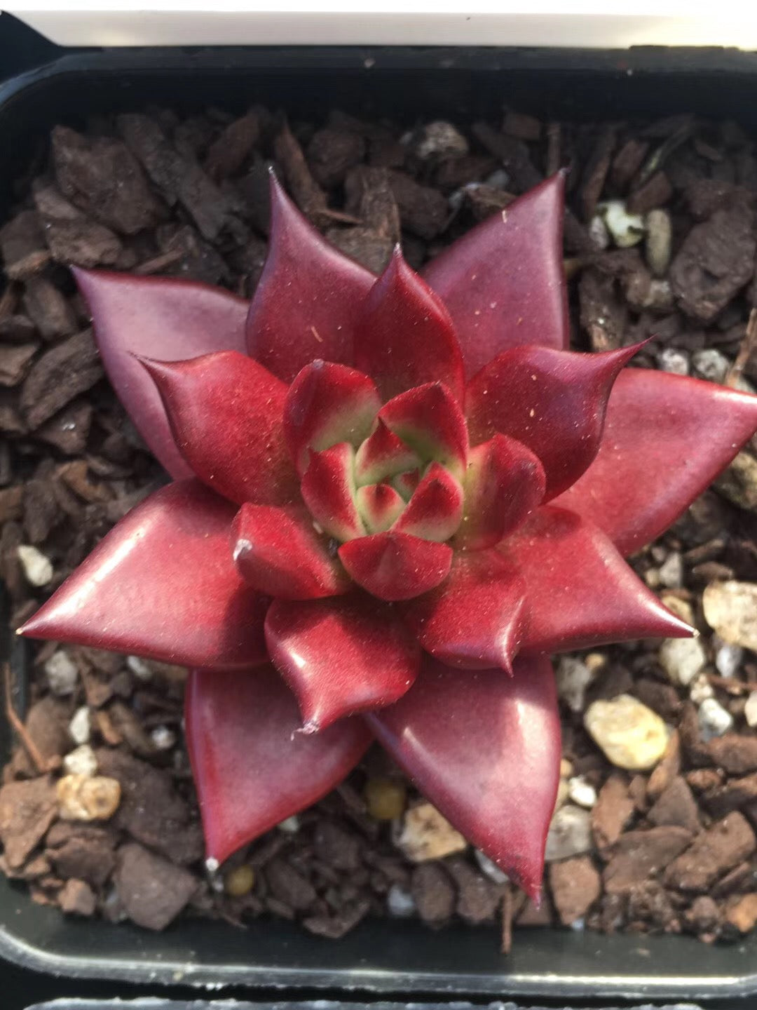 Echeveria seashell/ conch