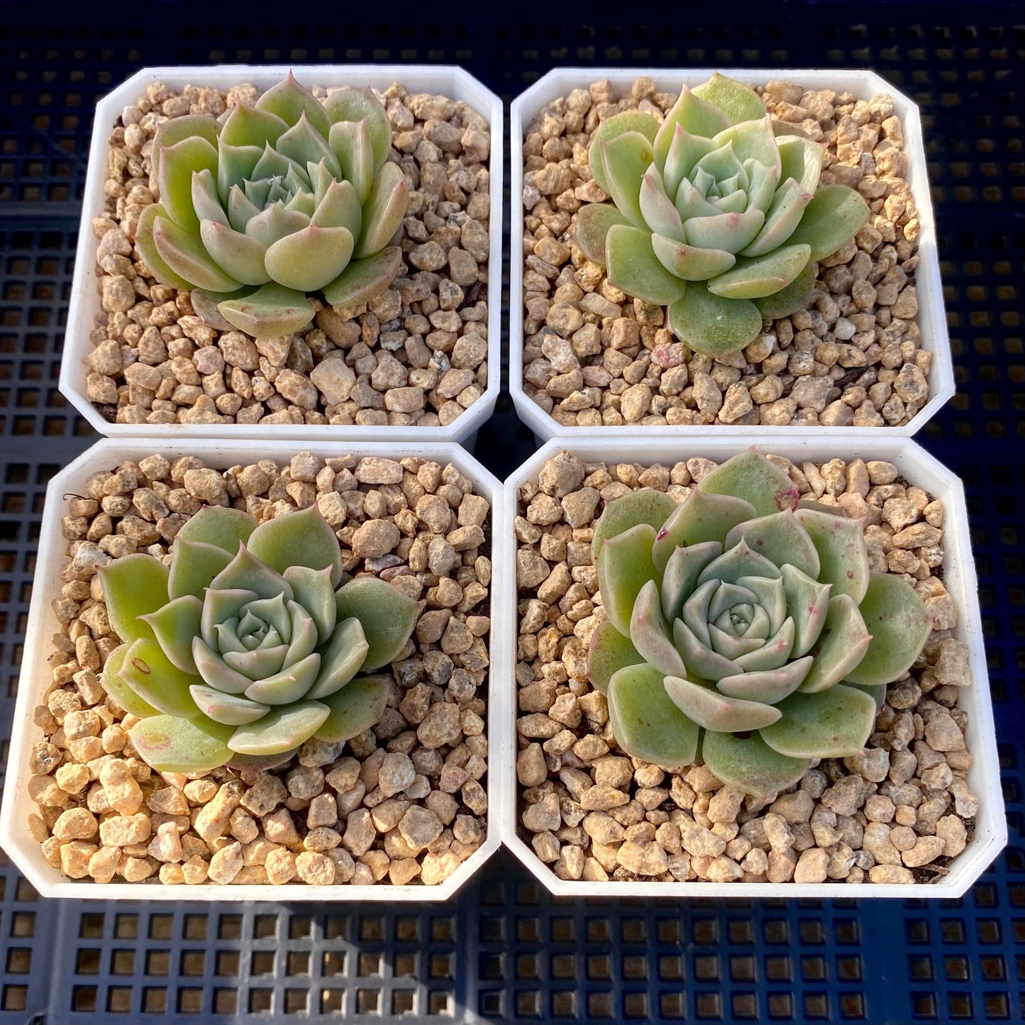 Echeveria seashell/ conch