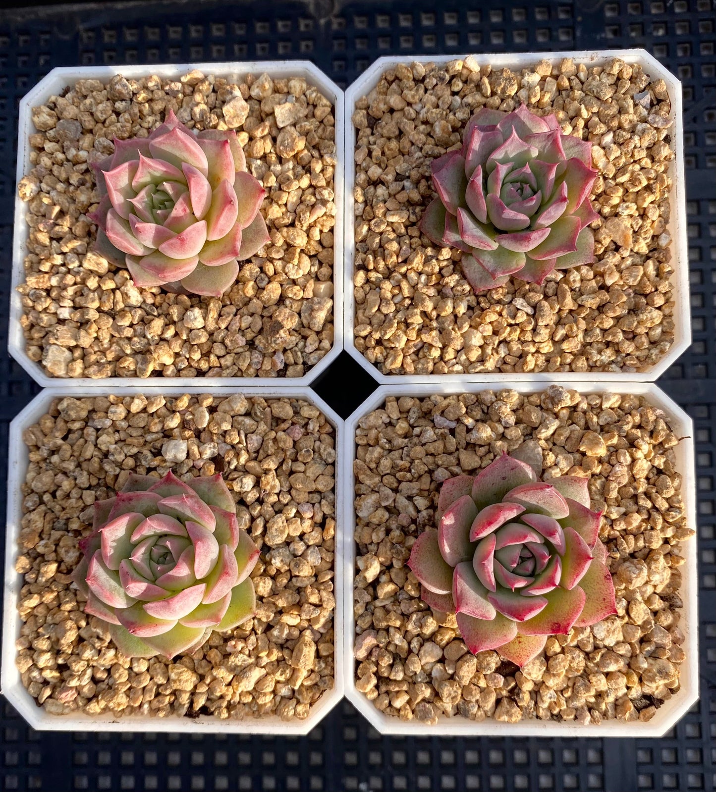 Echeveria seashell/ conch