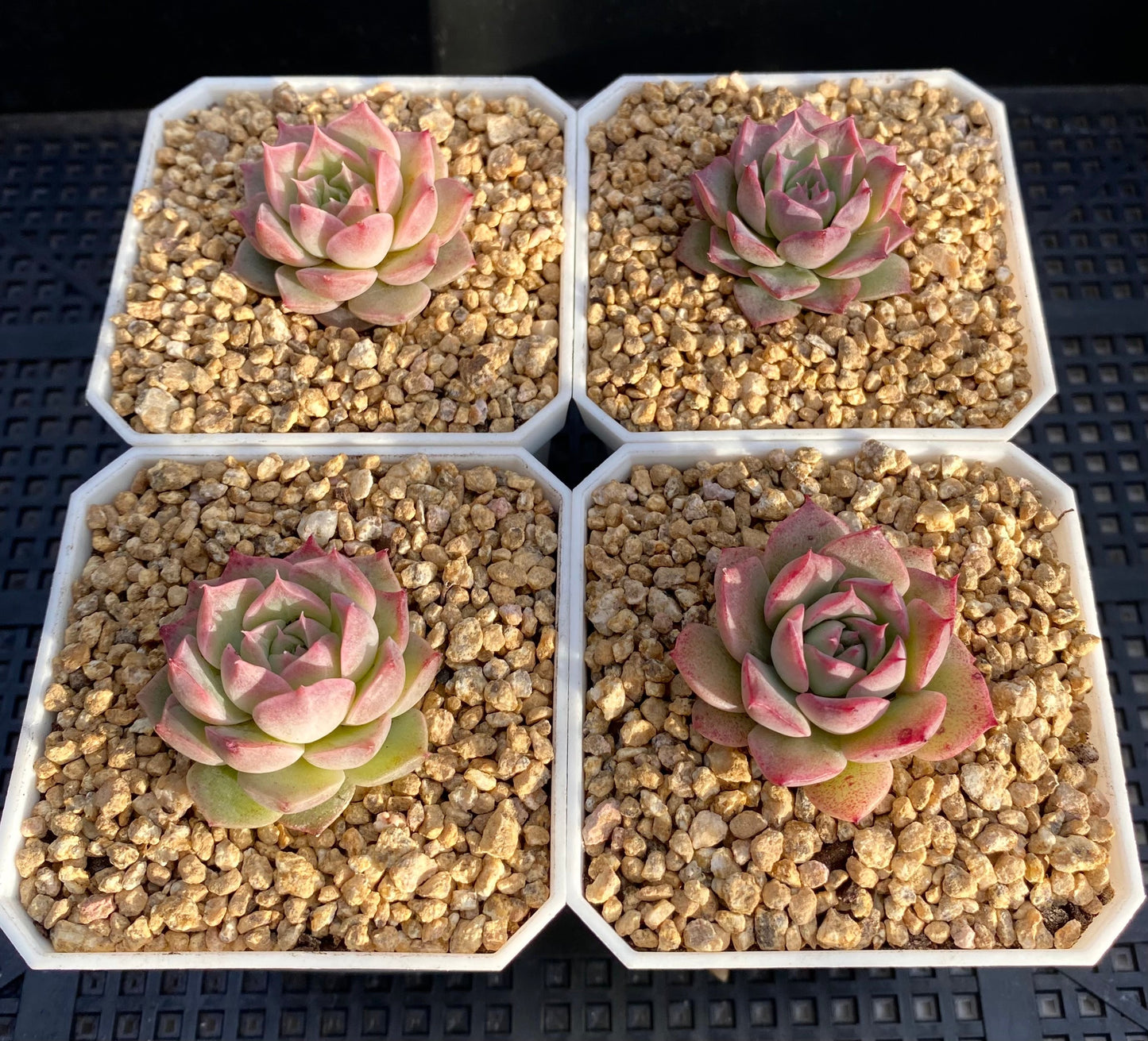 Echeveria seashell/ conch