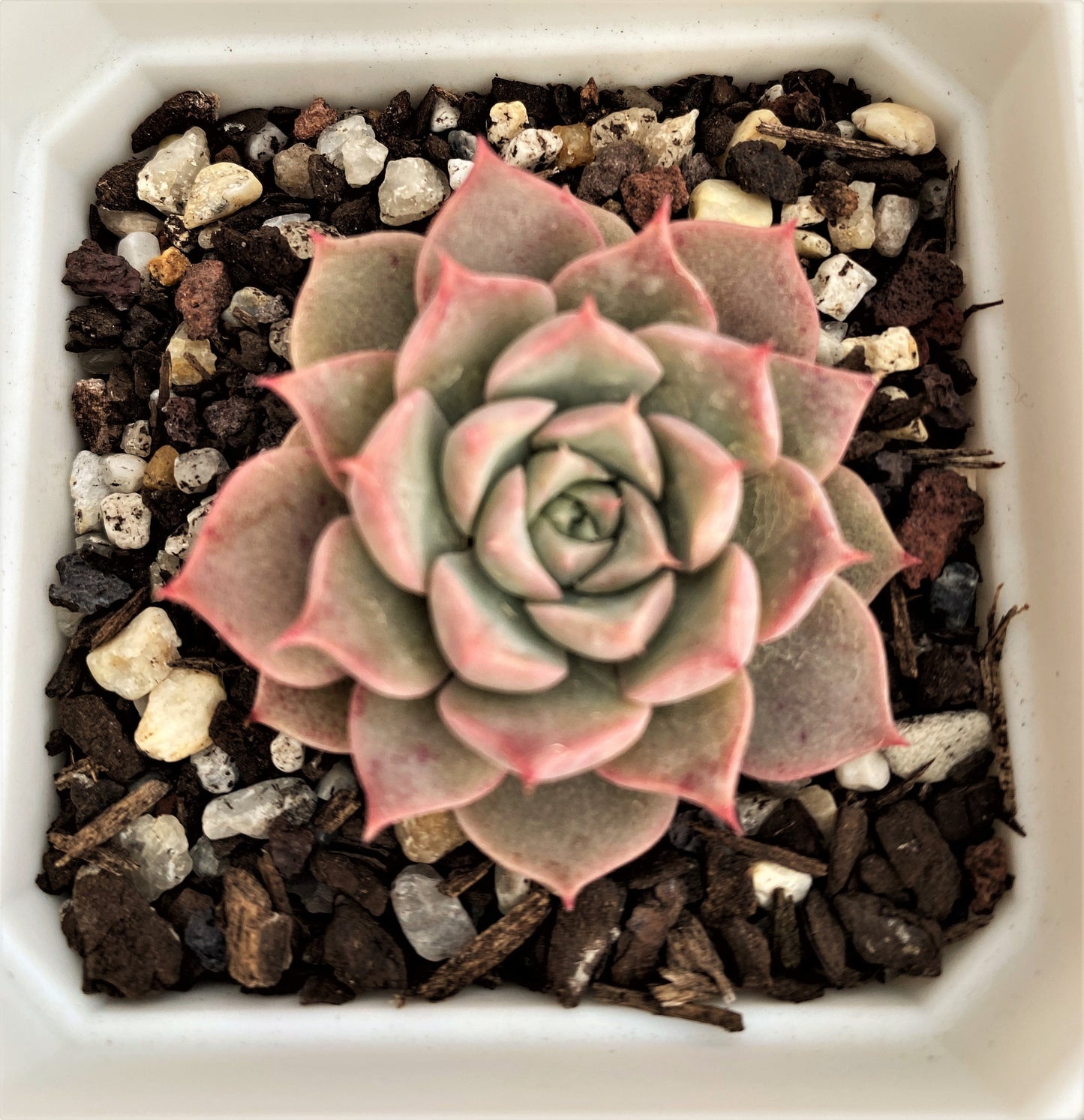 Echeveria seashell/ conch
