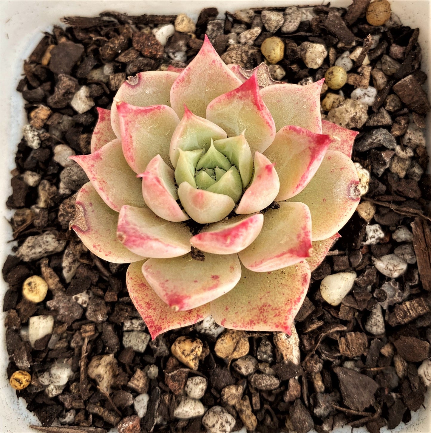 Echeveria seashell/ conch