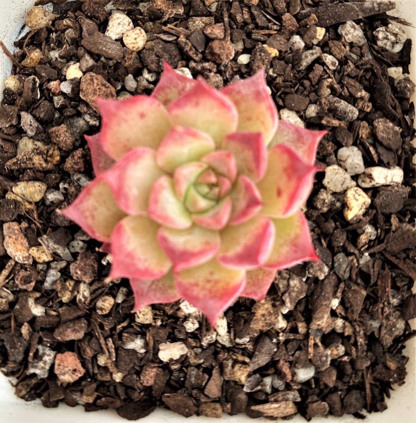 Echeveria seashell/ conch