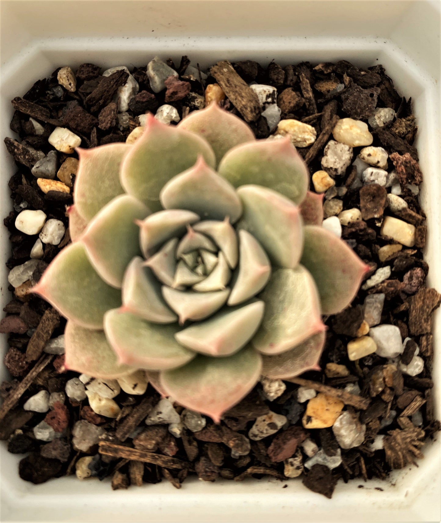Echeveria seashell/ conch