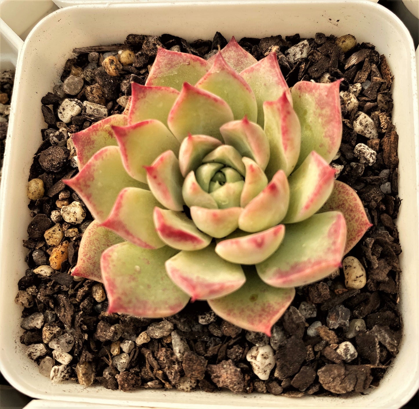 Echeveria seashell/ conch