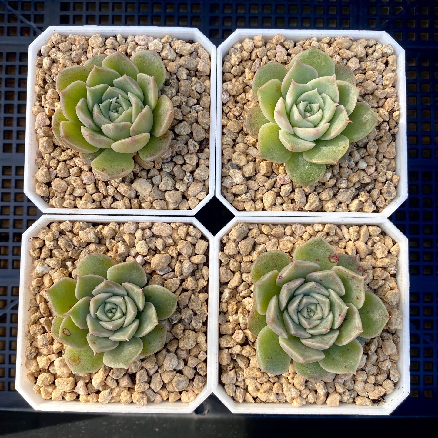 Echeveria seashell/ conch