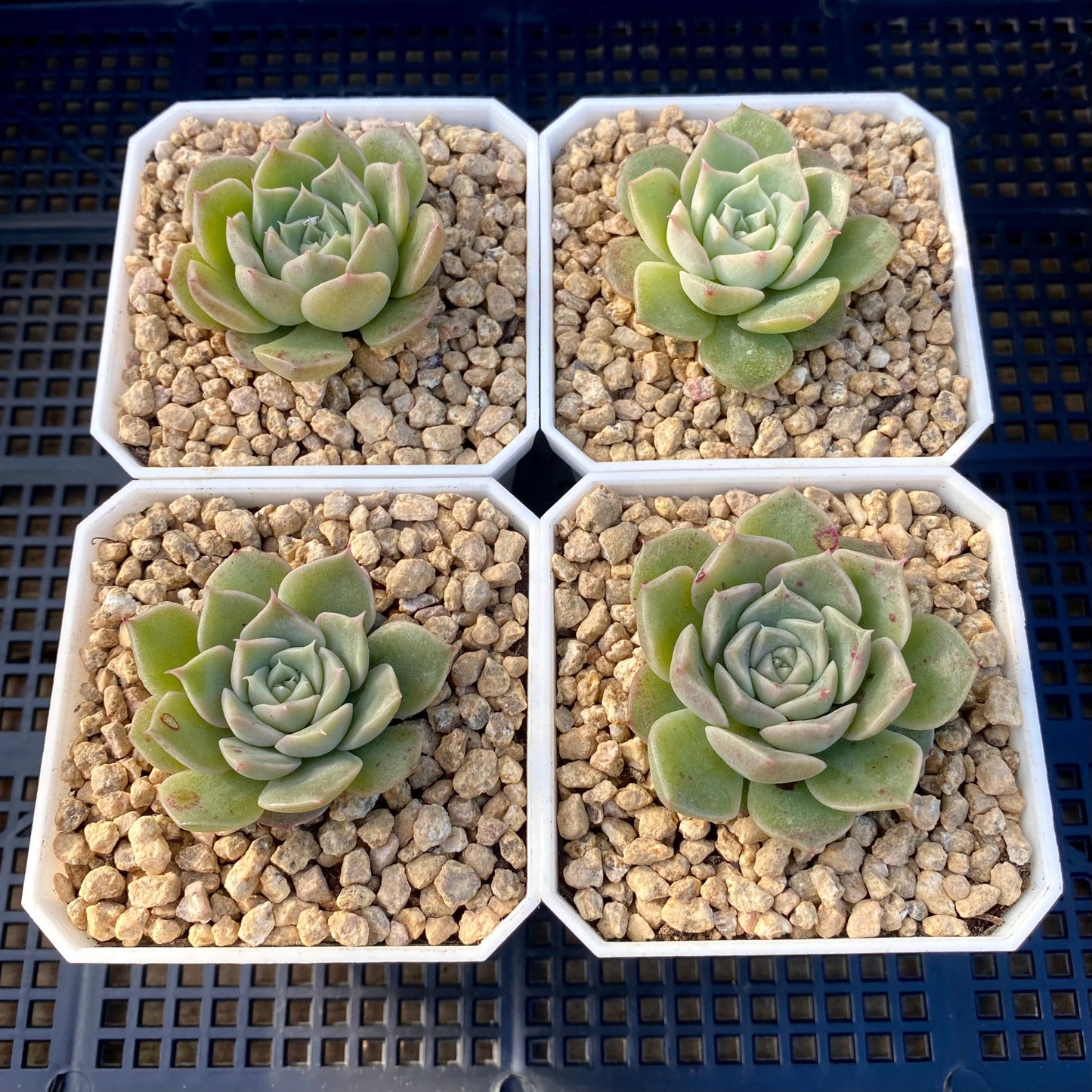 Echeveria seashell/ conch