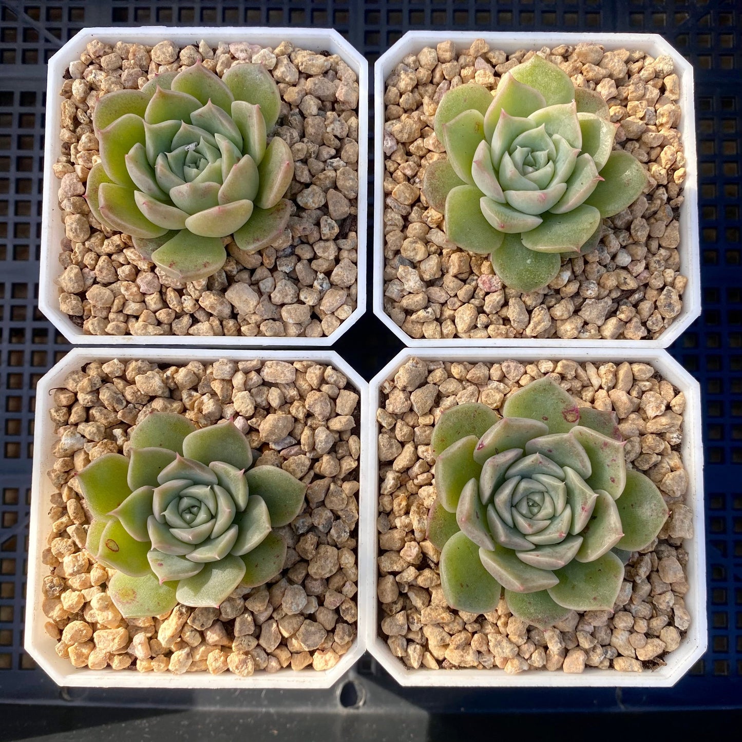 Echeveria seashell/ conch