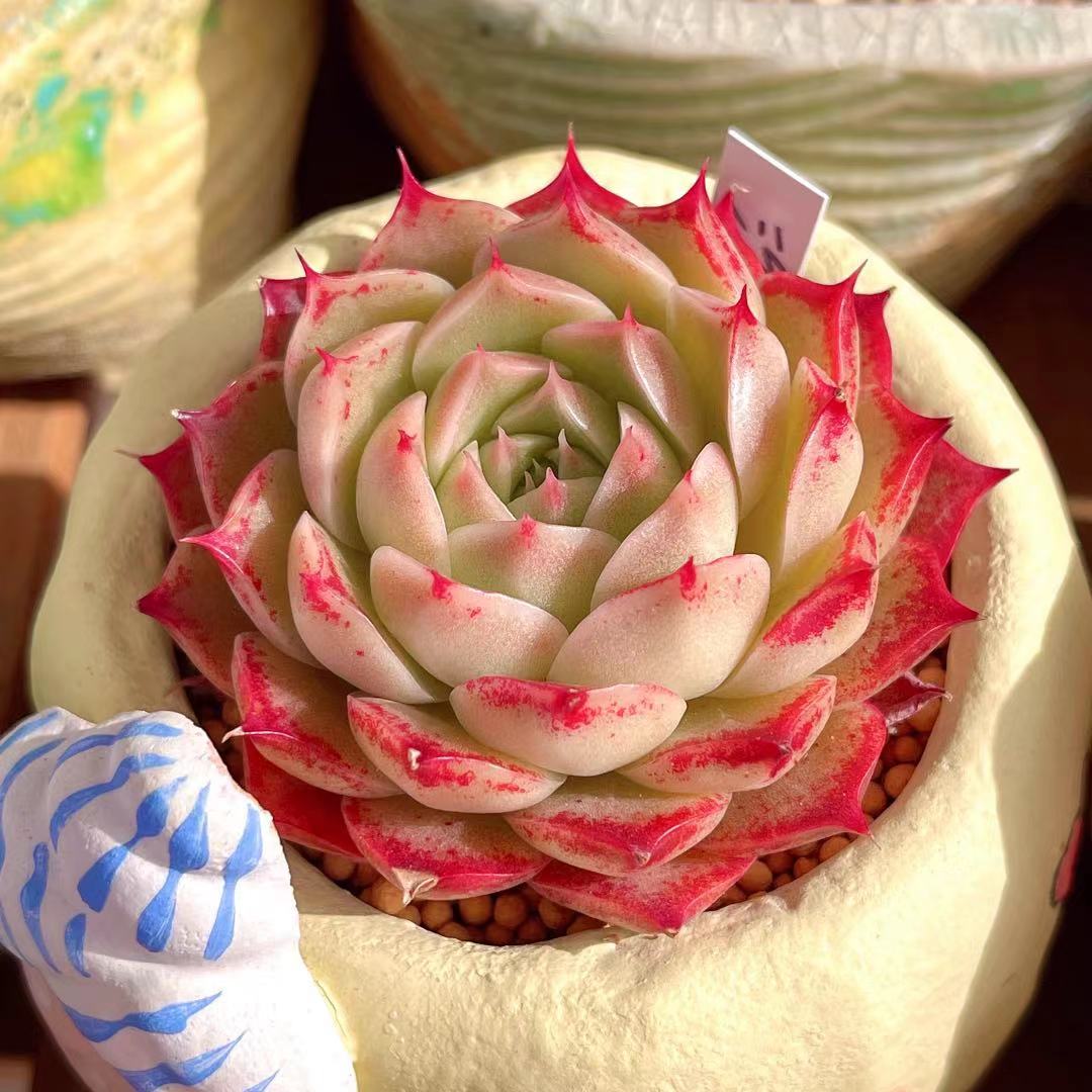 Echeveria seashell/ conch