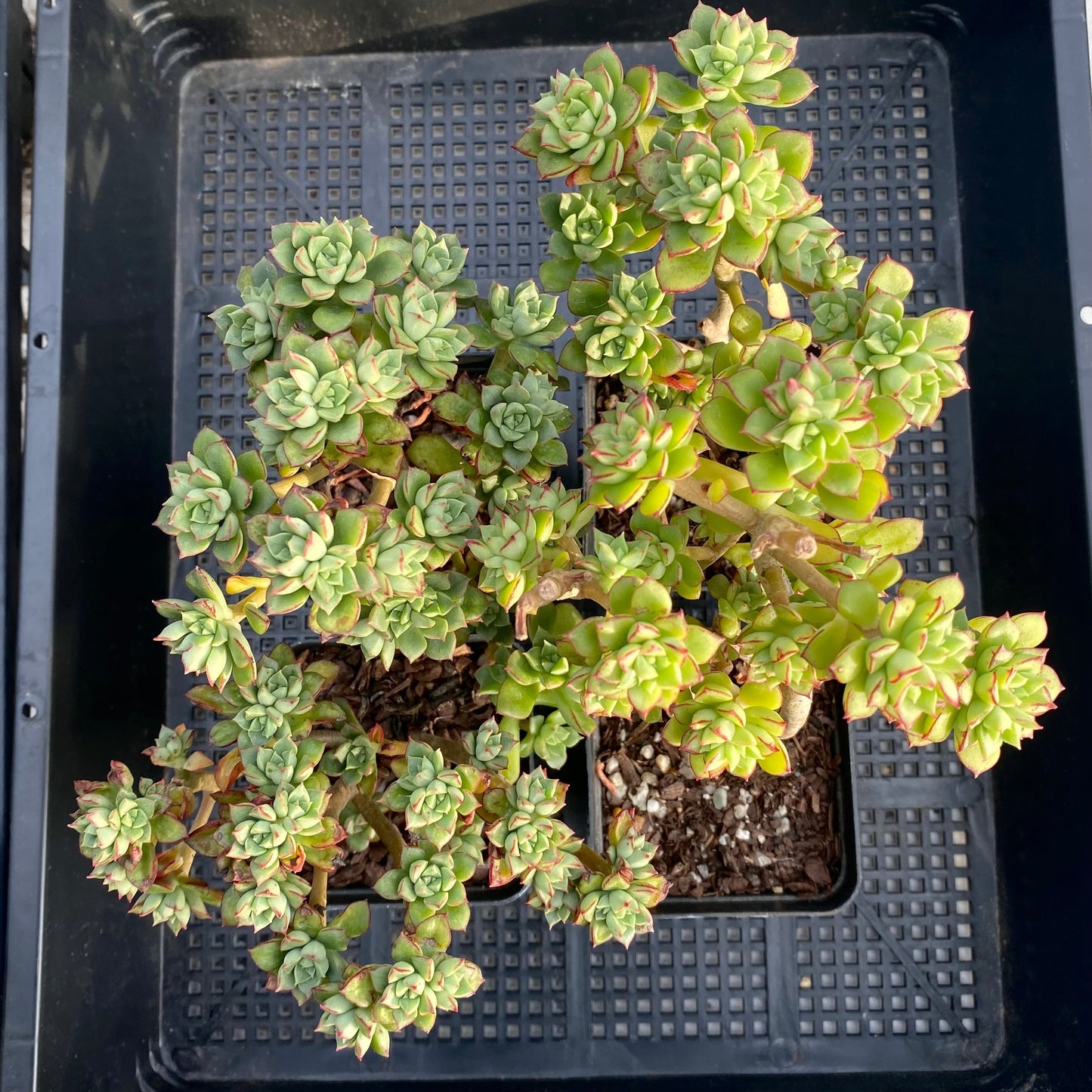 Sedeveria Supia