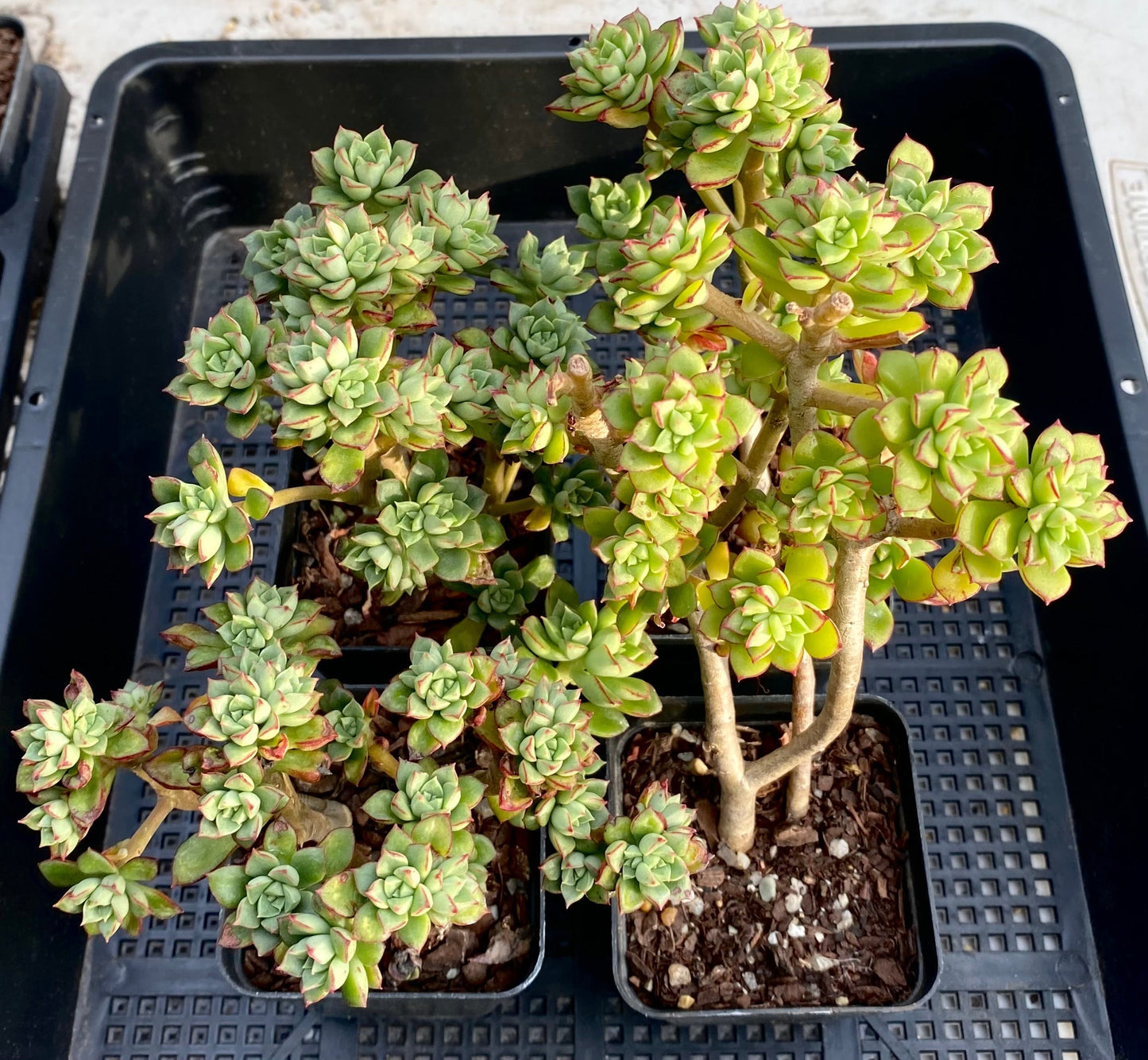 Sedeveria Supia