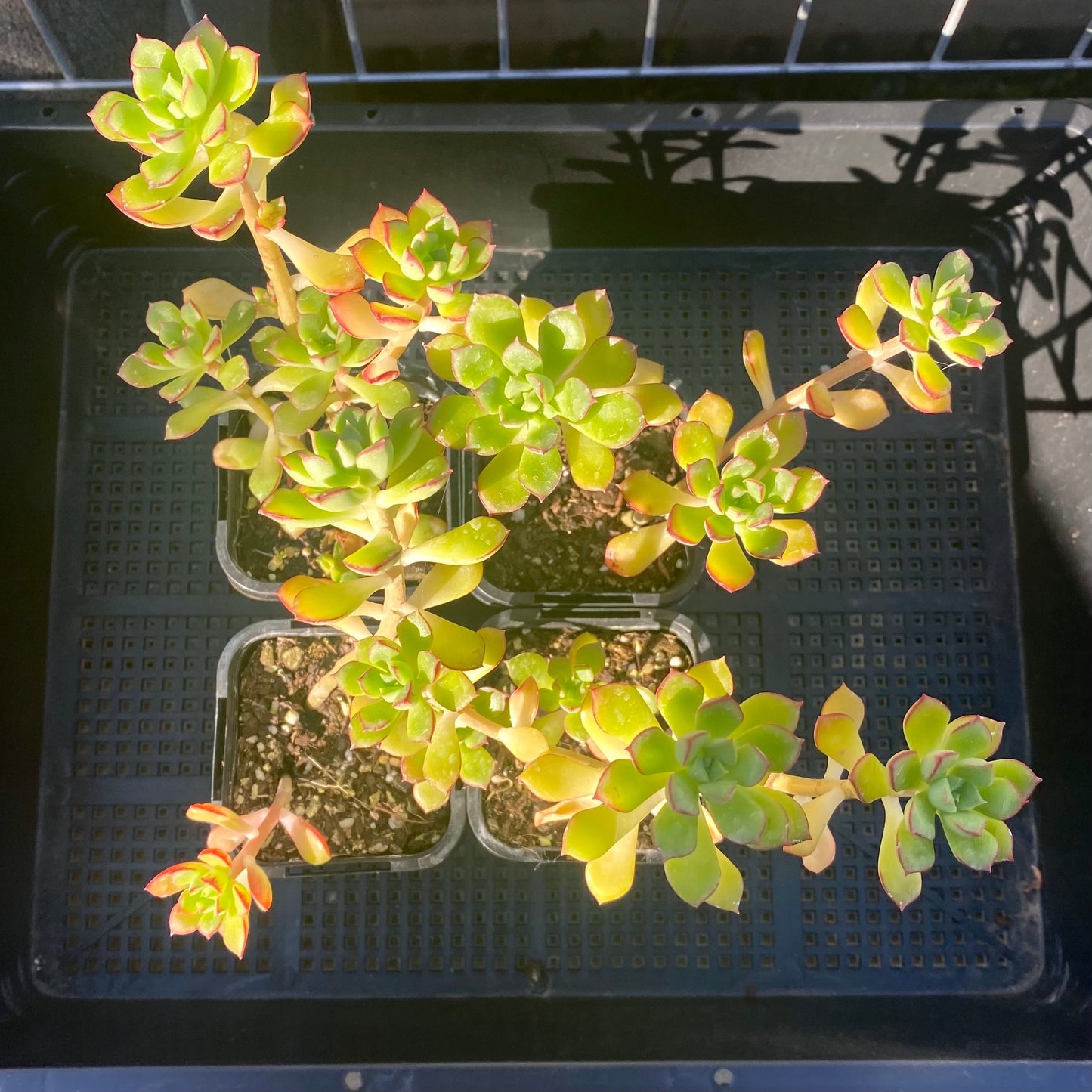 Sedeveria Supia