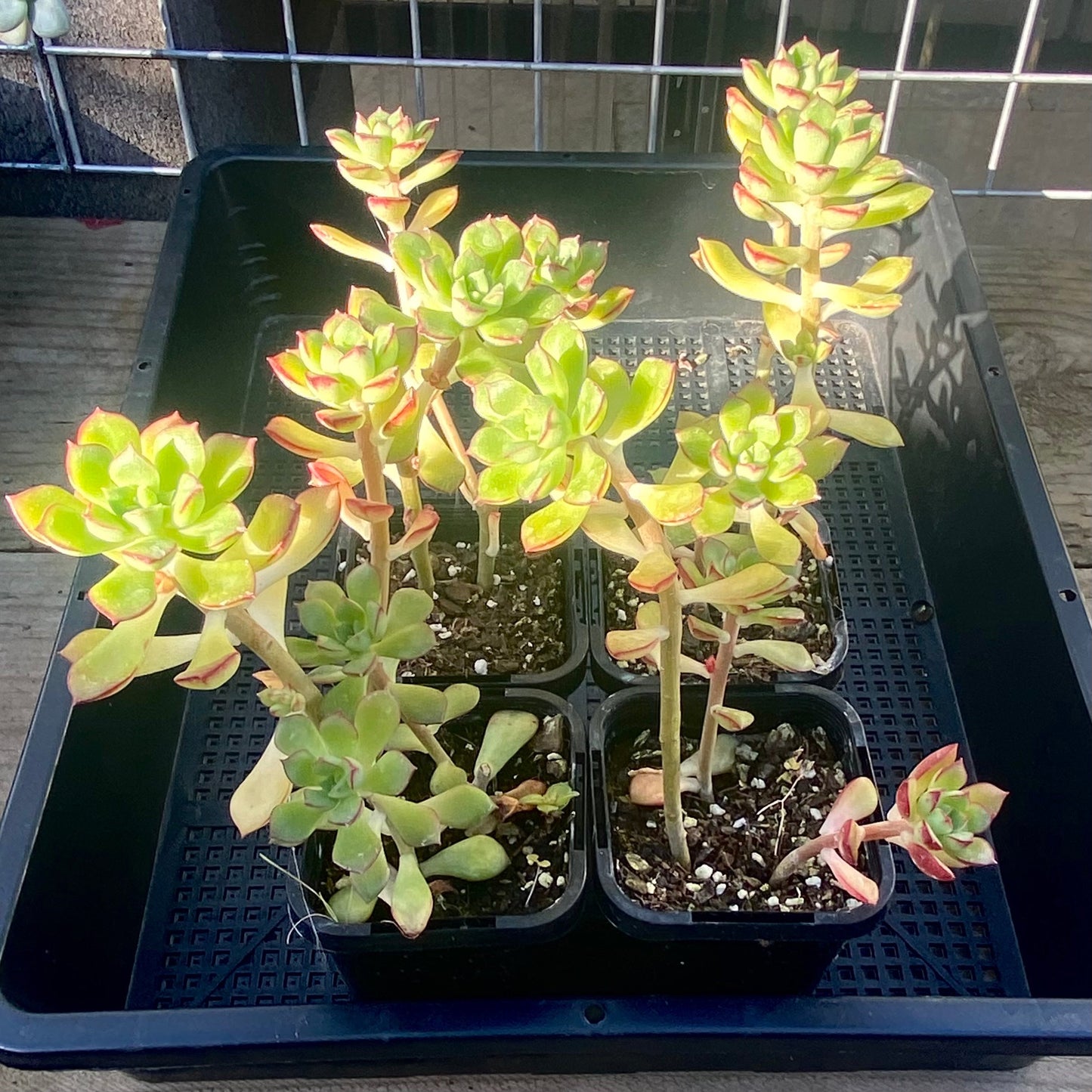 Sedeveria Supia