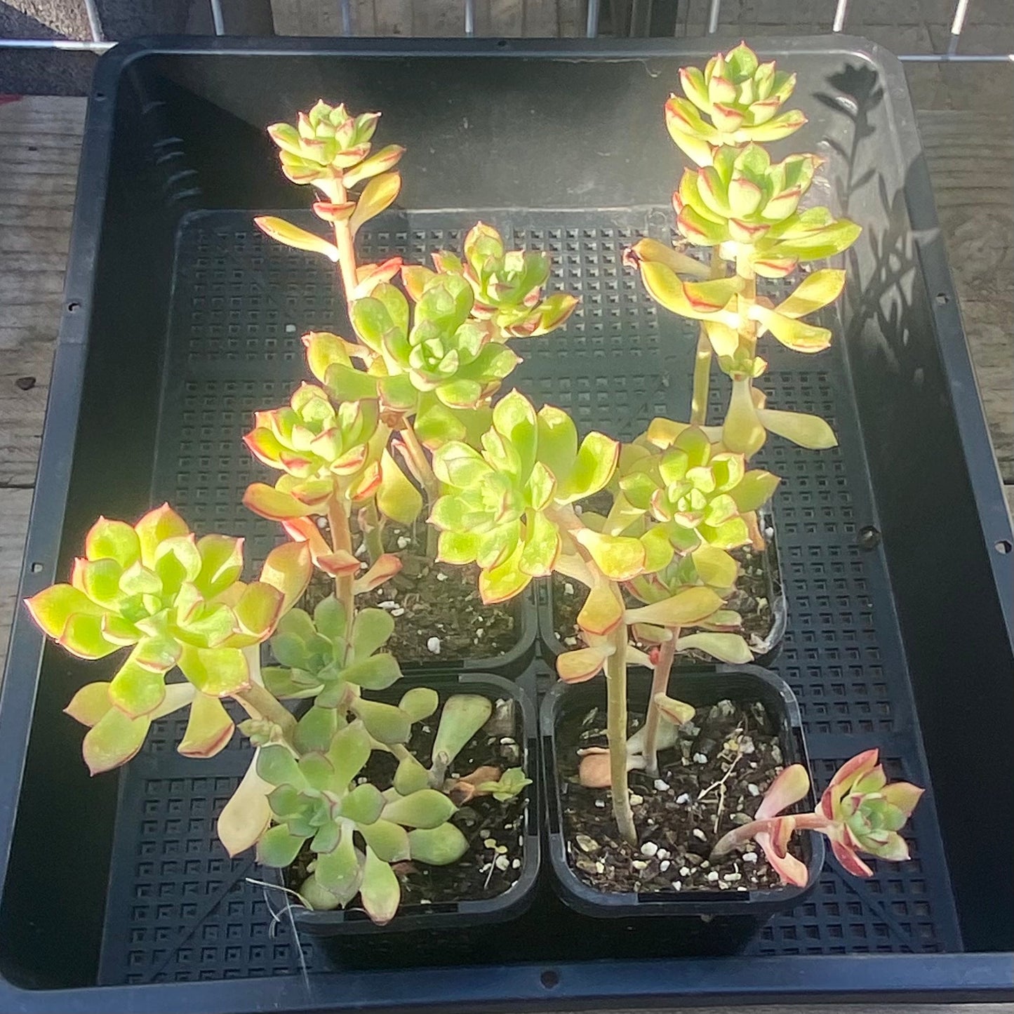 Sedeveria Supia