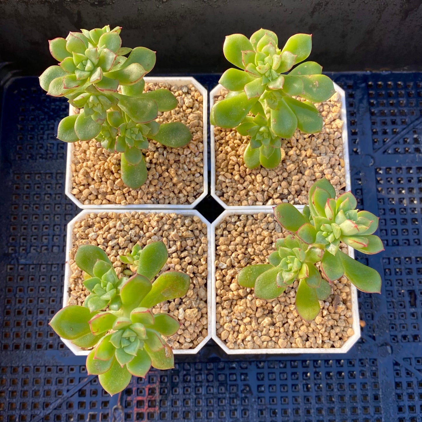 Sedeveria Supia
