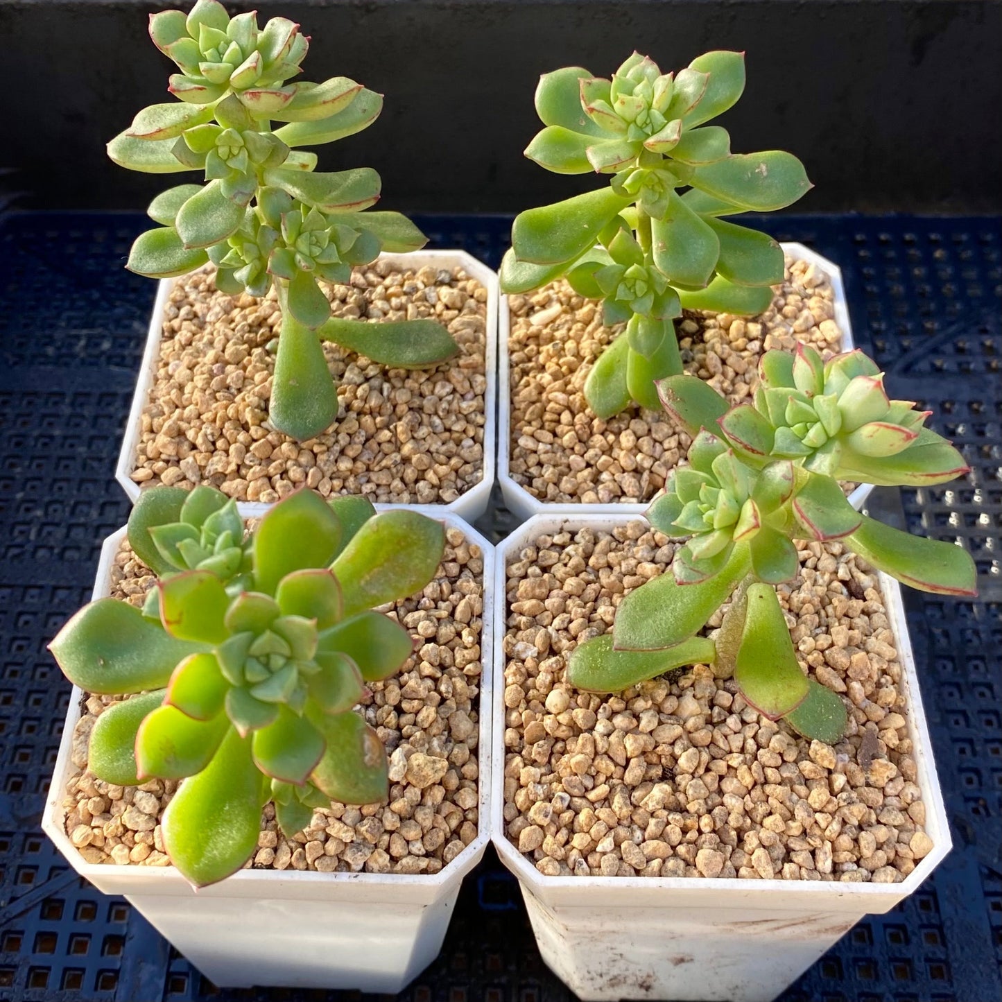 Sedeveria Supia