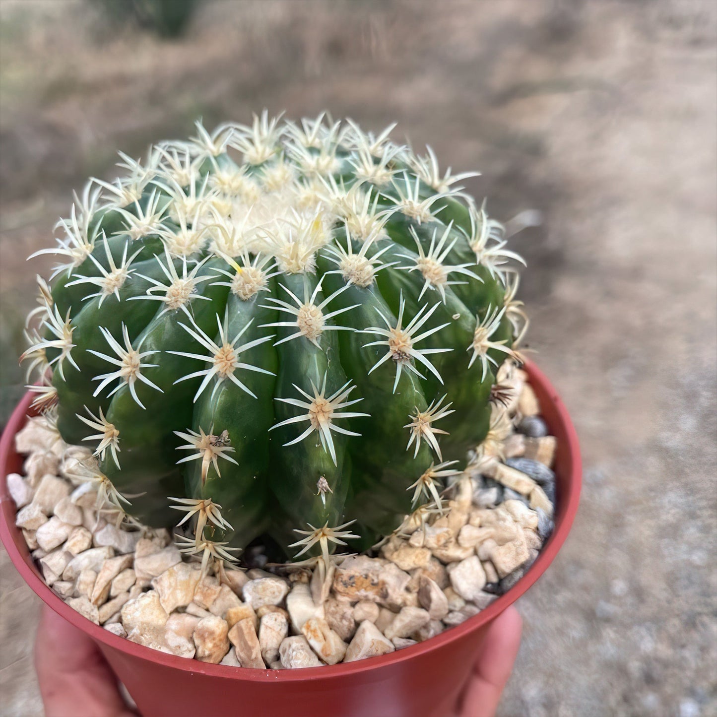 Echinocactus grusonii brevispinus