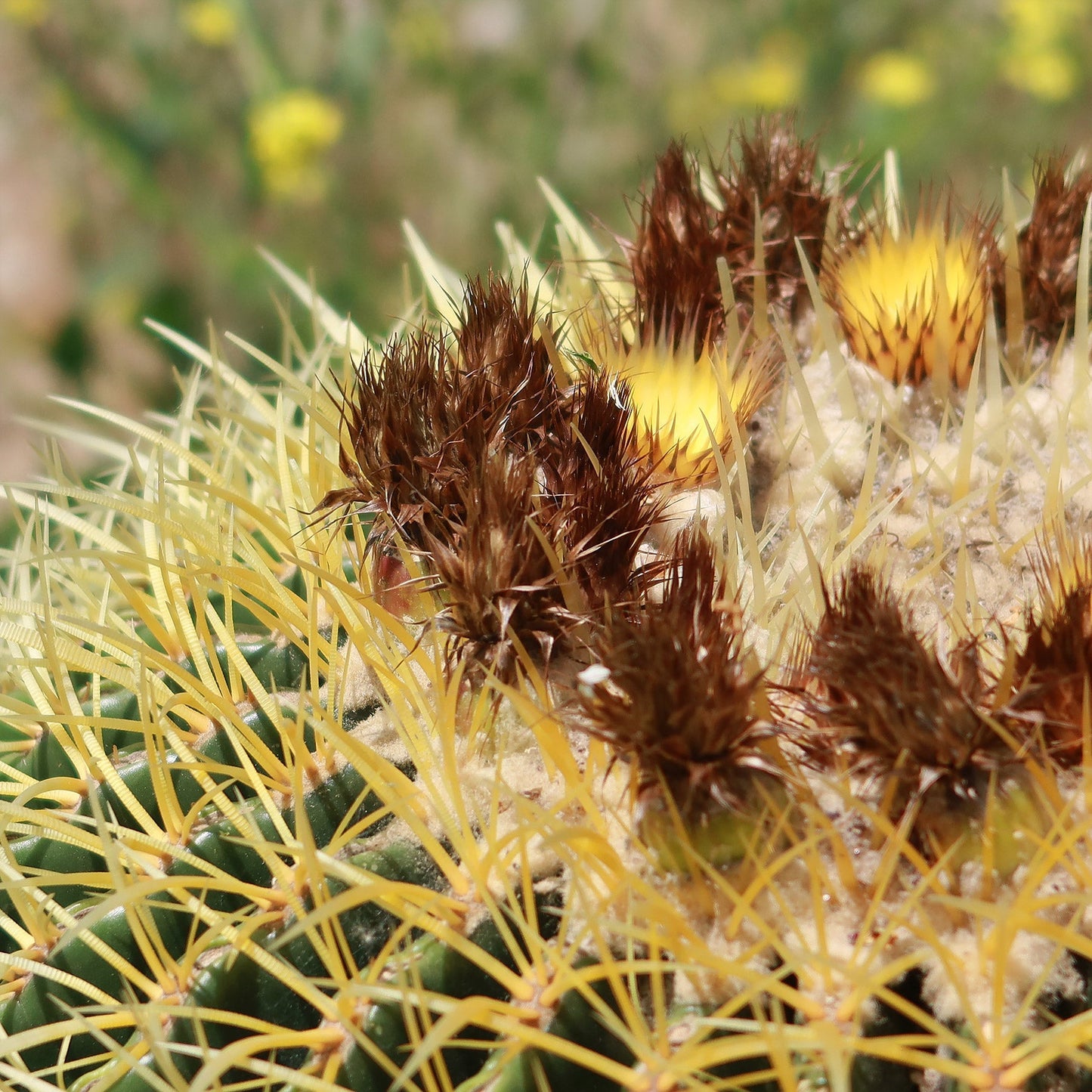 Golden Barrel Cactus - Echinocactus grusonii
