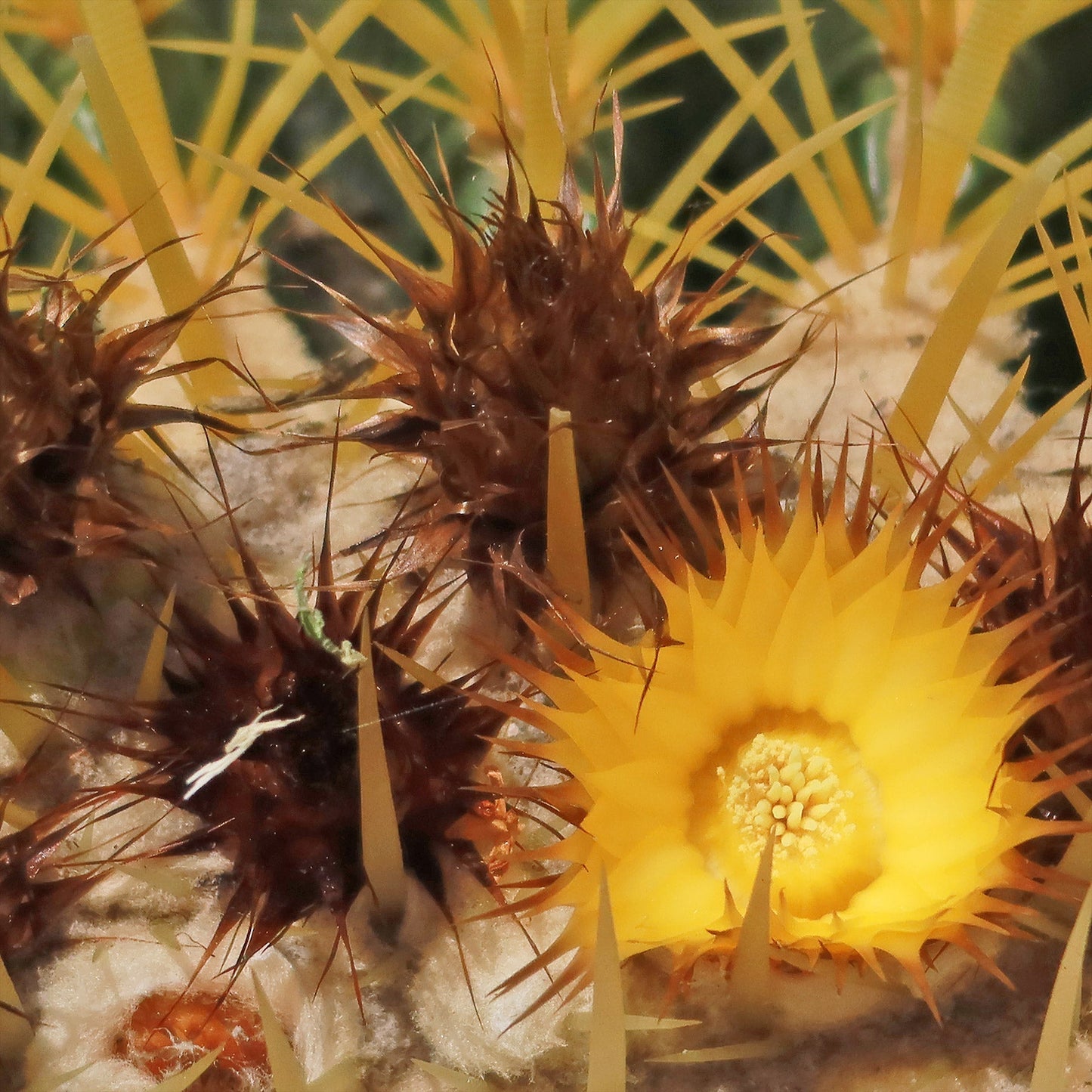 Golden Barrel Cactus - Echinocactus grusonii