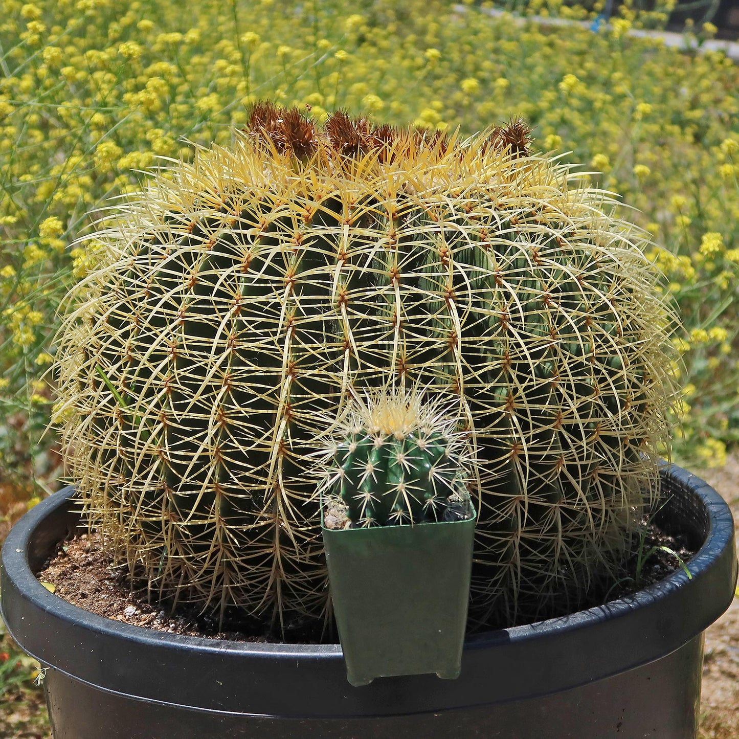 Golden Barrel Cactus - Echinocactus grusonii