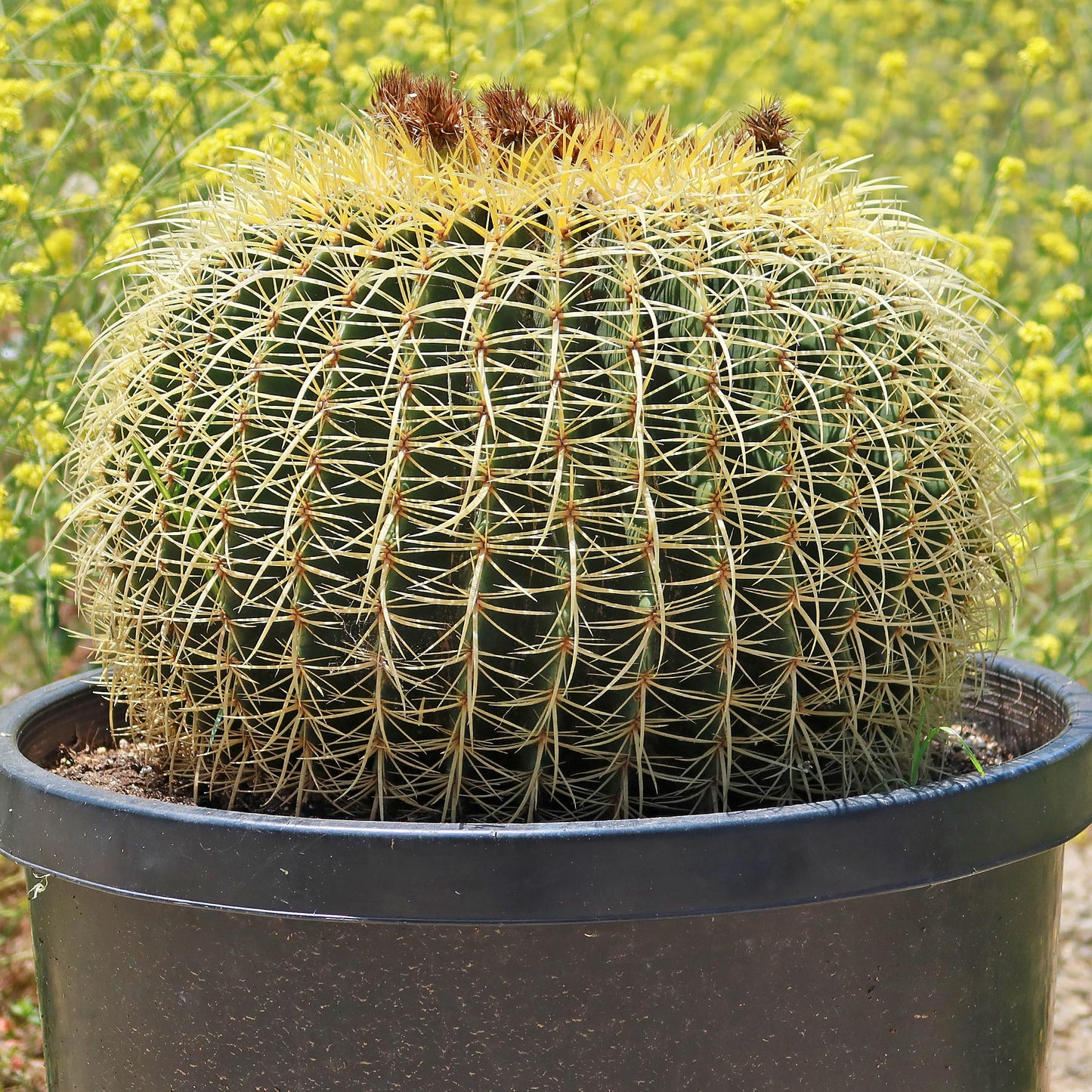Golden Barrel Cactus - Echinocactus grusonii