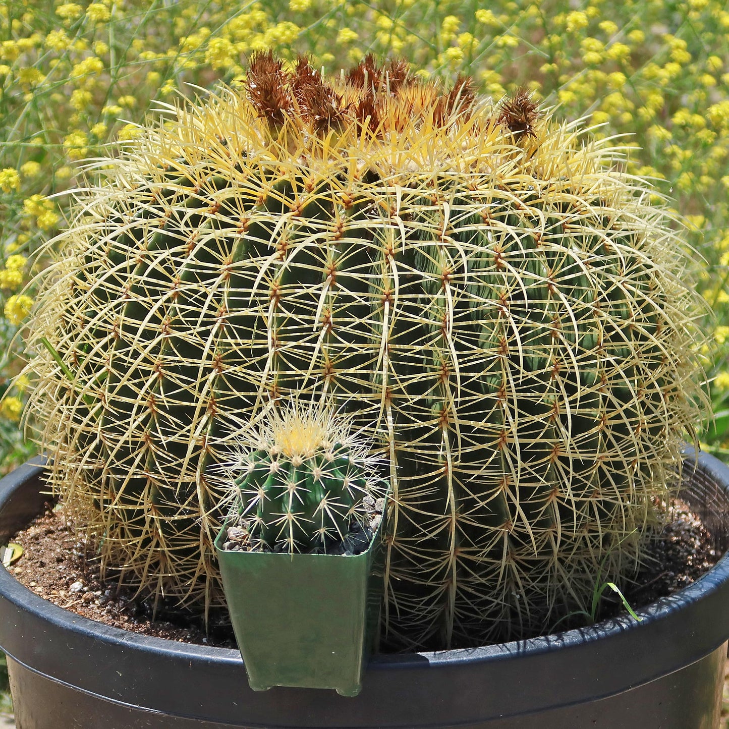 Golden Barrel Cactus - Echinocactus grusonii