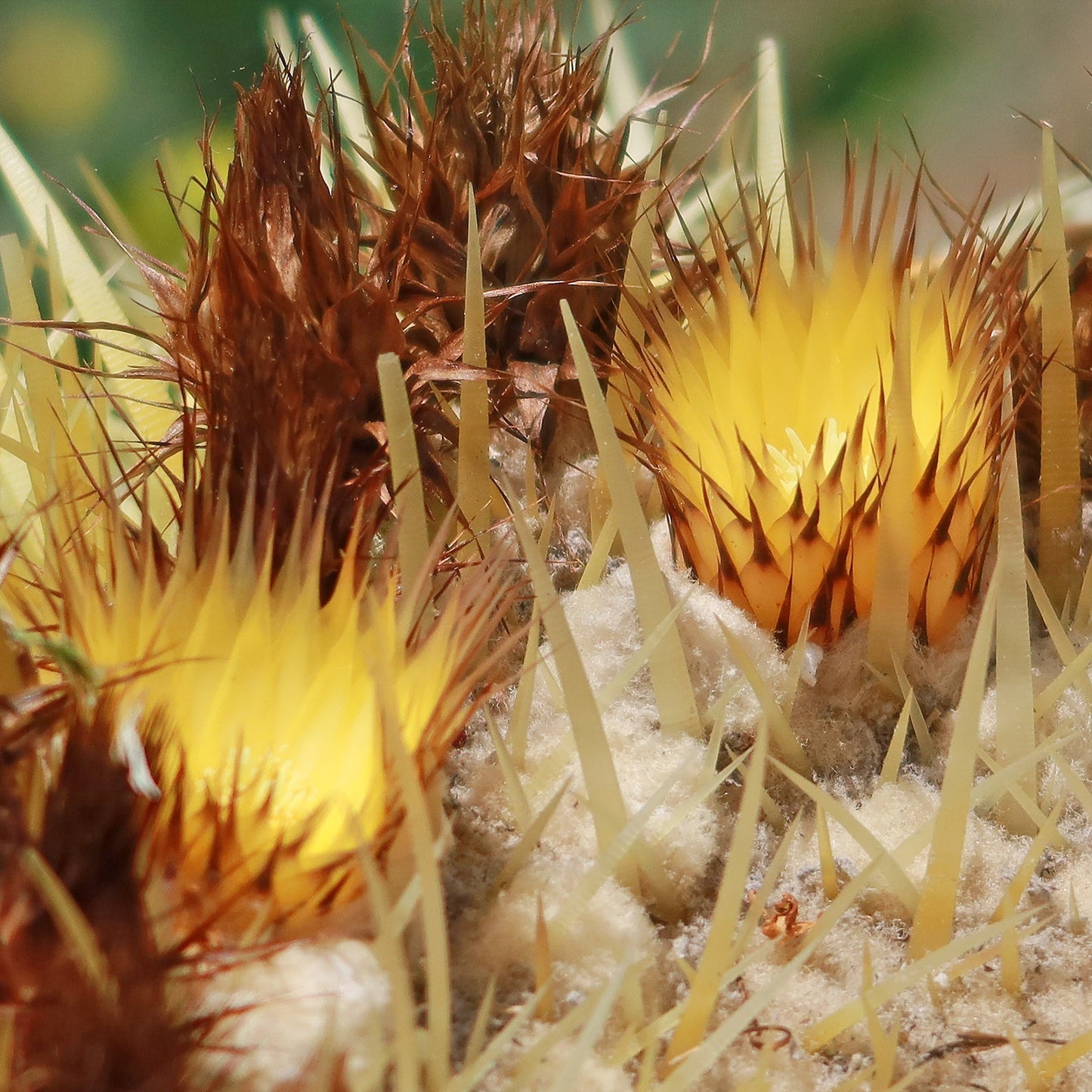 Golden Barrel Cactus - Echinocactus grusonii