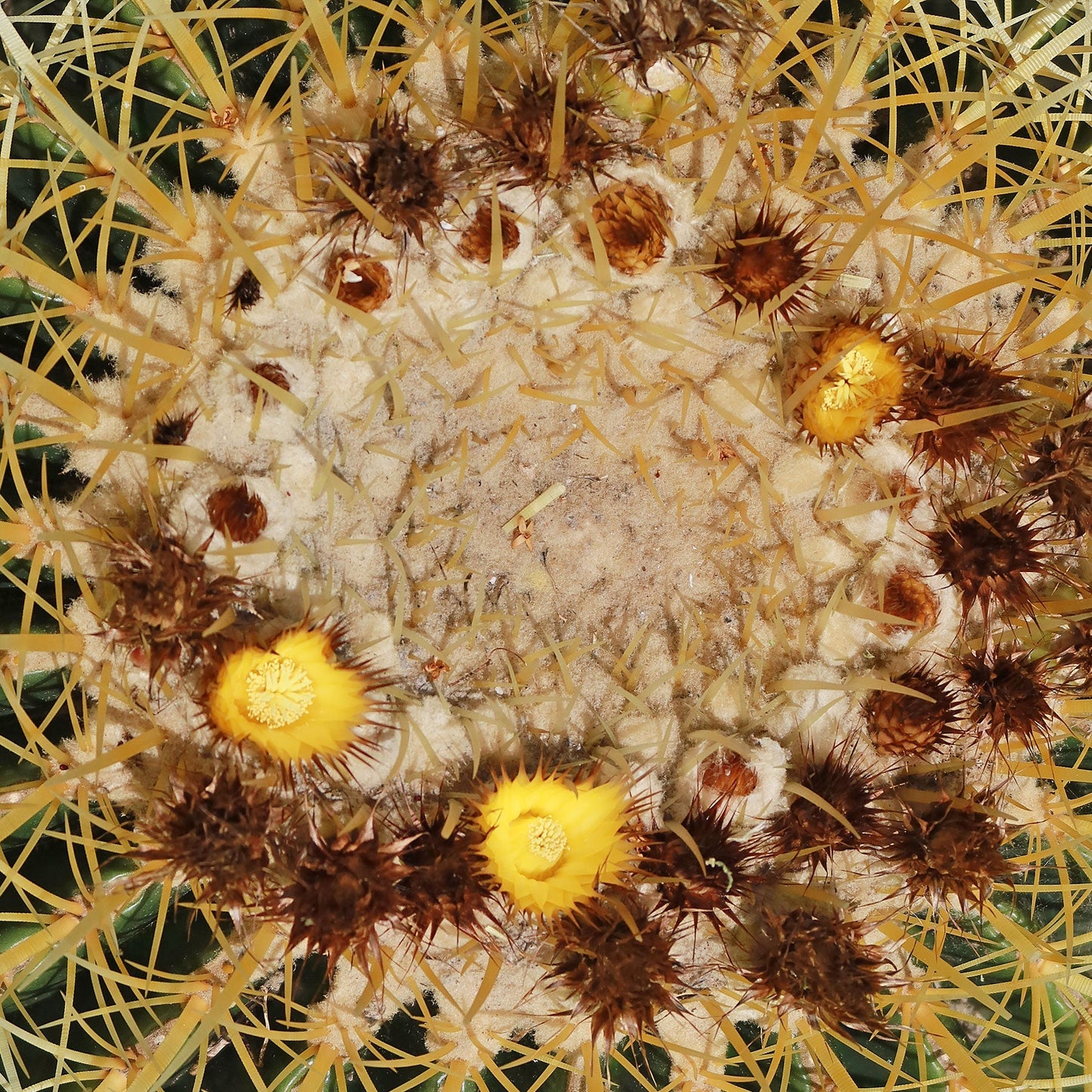 Golden Barrel Cactus - Echinocactus grusonii