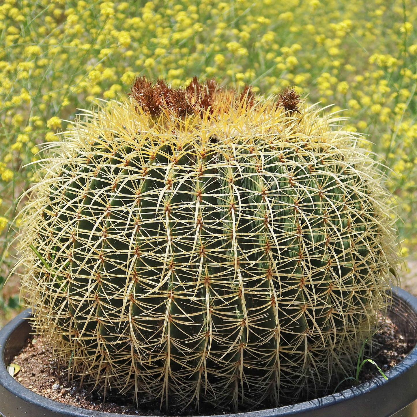 Golden Barrel Cactus - Echinocactus grusonii