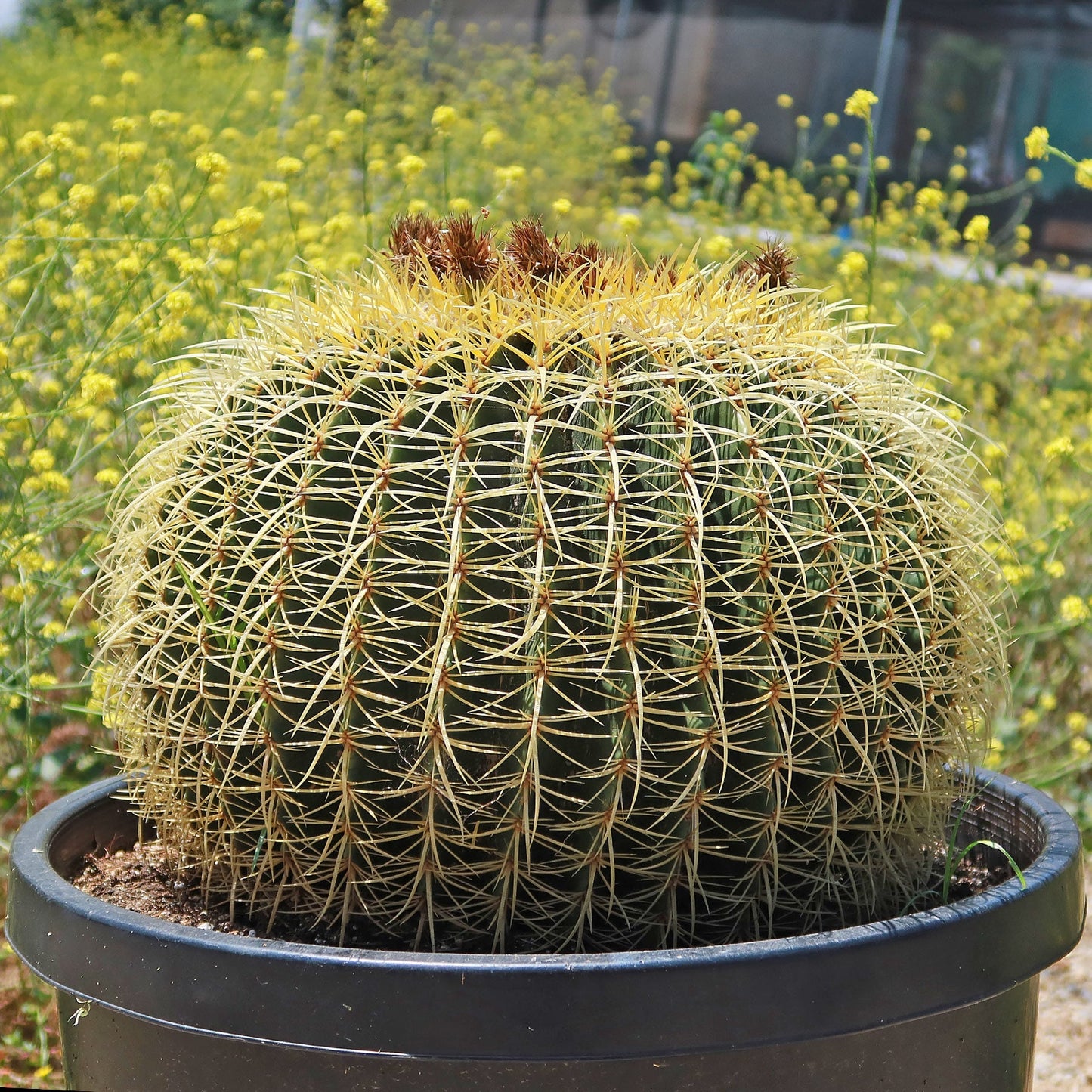 Golden Barrel Cactus - Echinocactus grusonii
