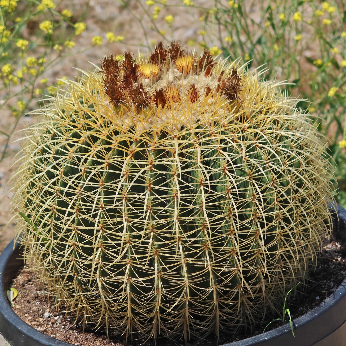 Golden Barrel Cactus - Echinocactus grusonii