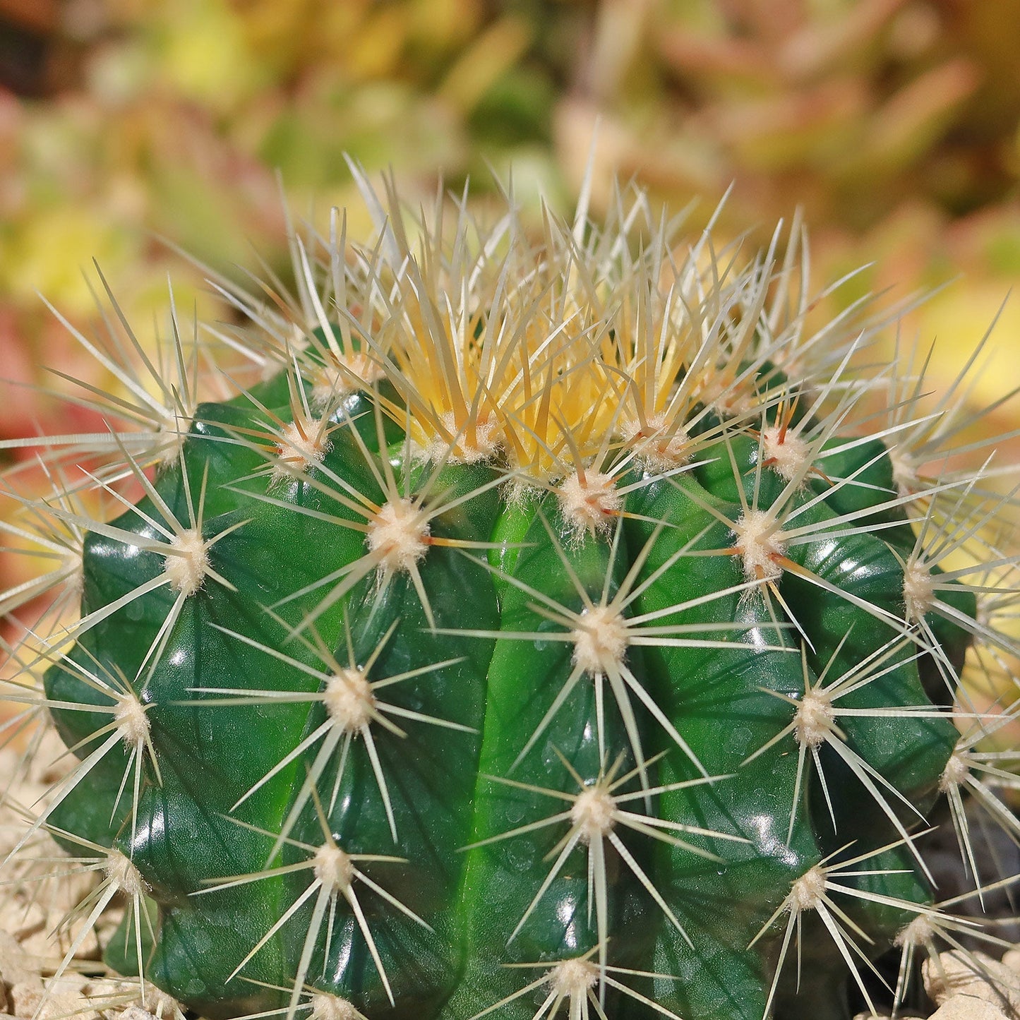 Golden Barrel Cactus - Echinocactus grusonii