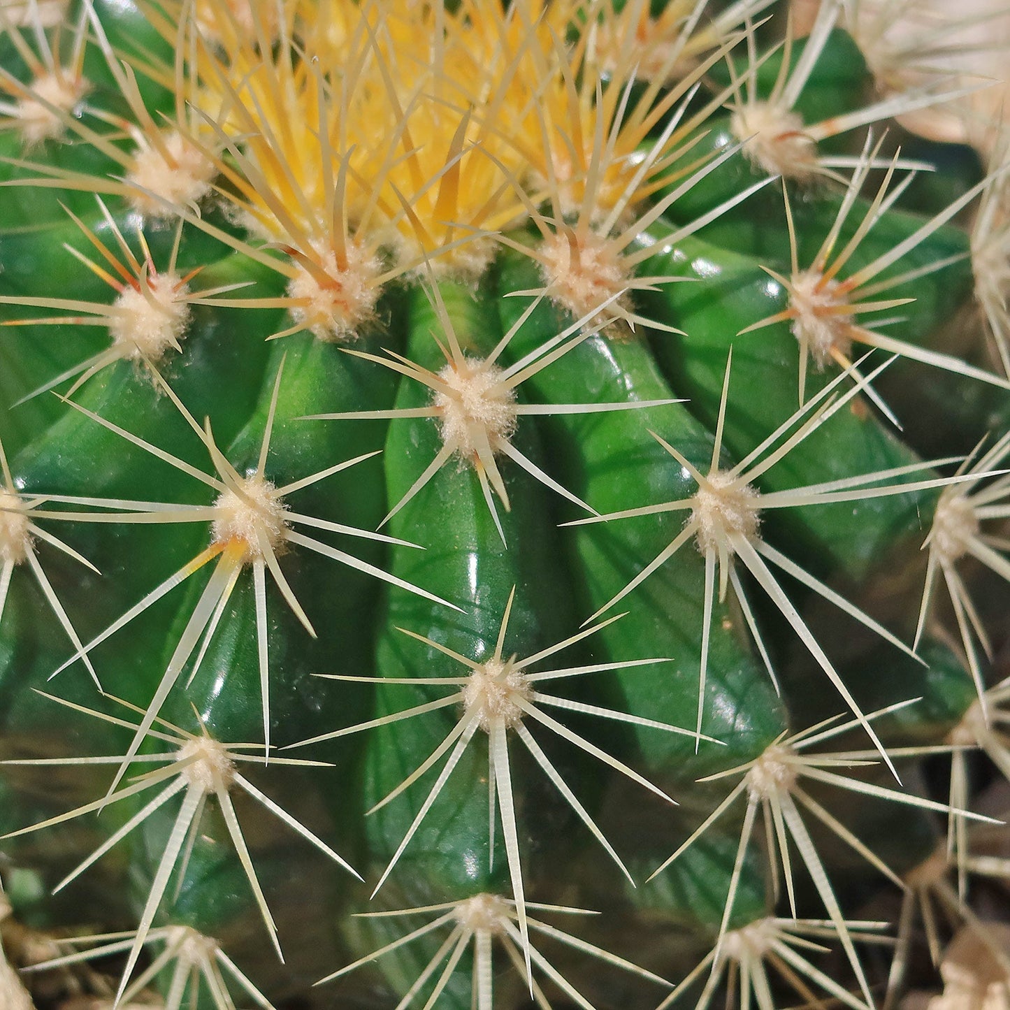 Golden Barrel Cactus - Echinocactus grusonii