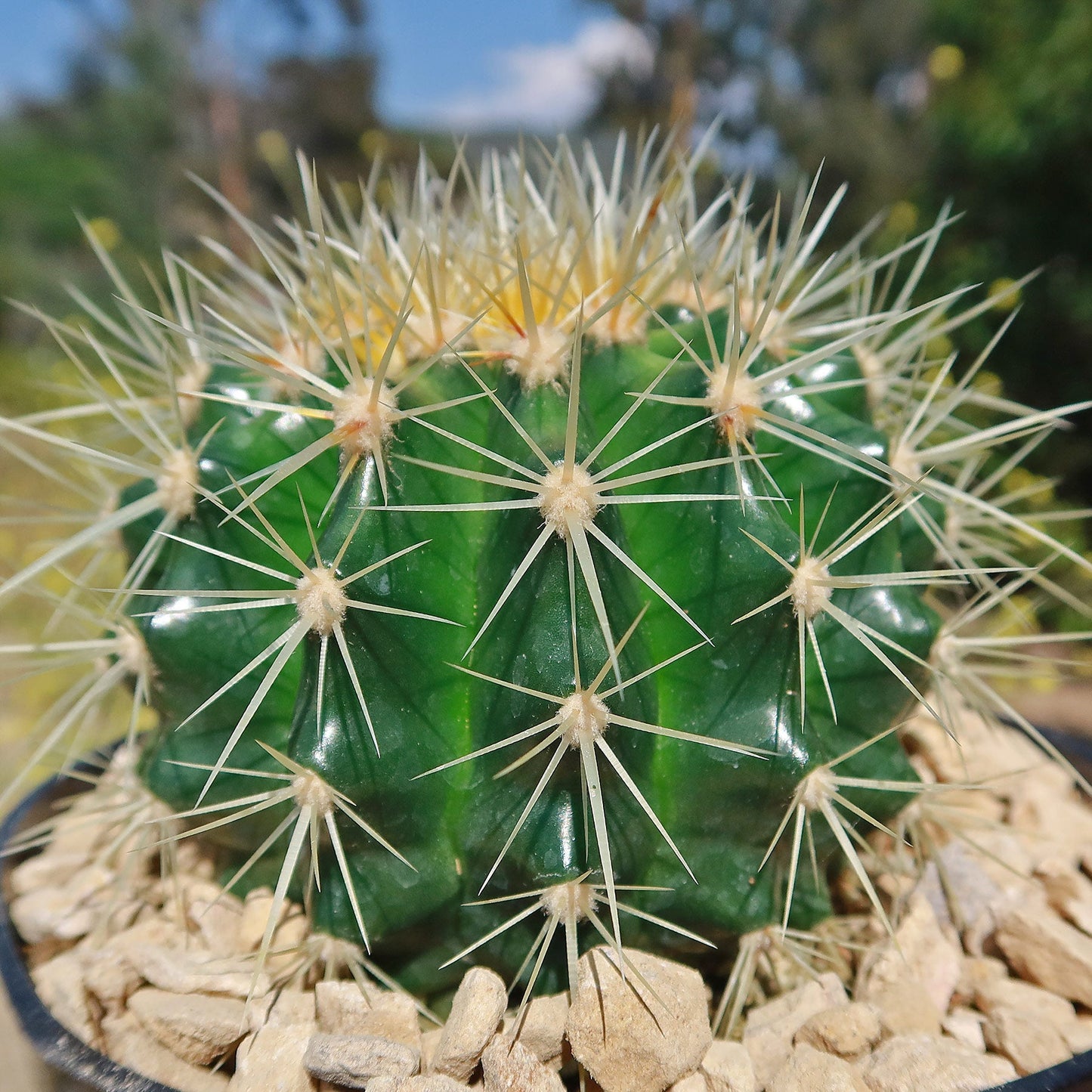 Golden Barrel Cactus - Echinocactus grusonii