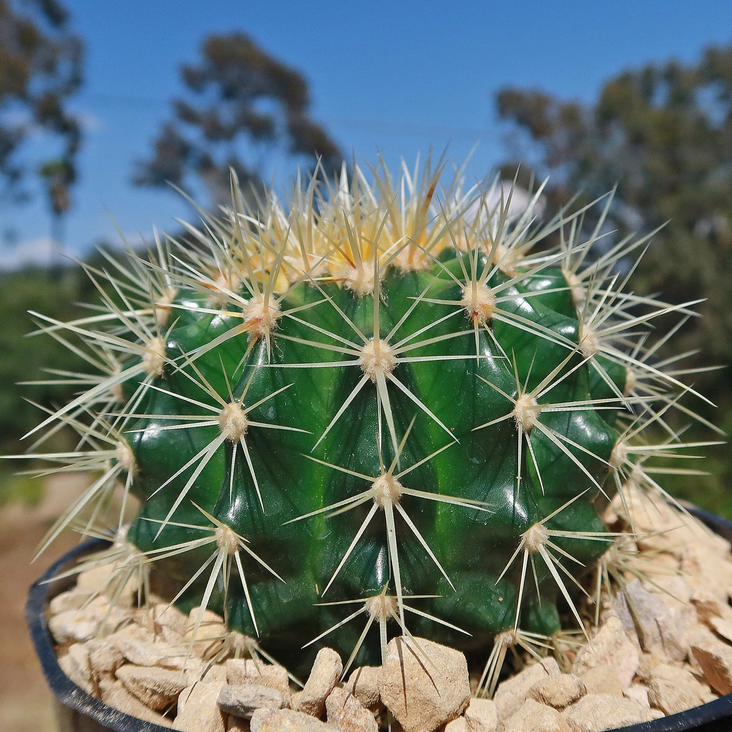 Golden Barrel Cactus - Echinocactus grusonii