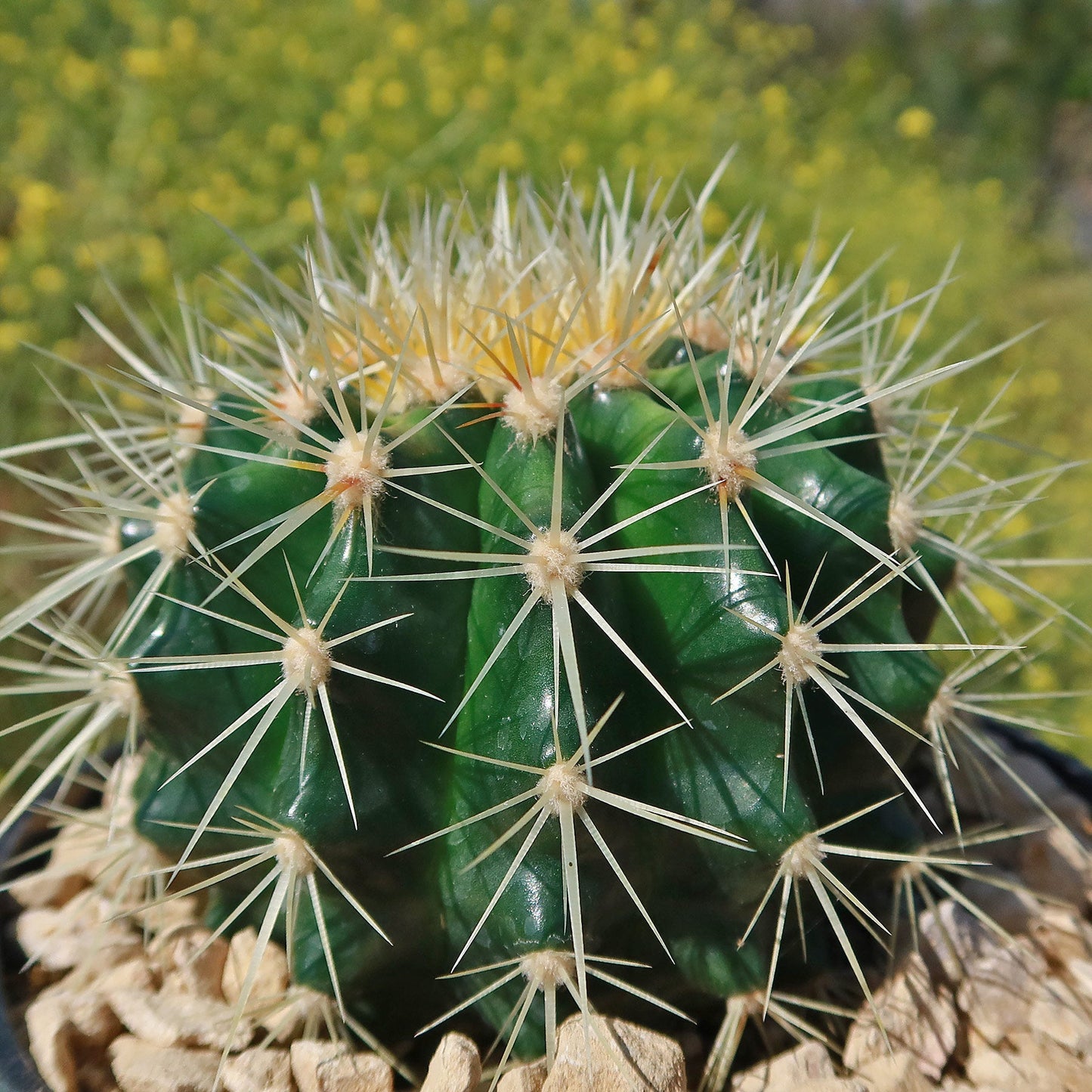 Golden Barrel Cactus - Echinocactus grusonii