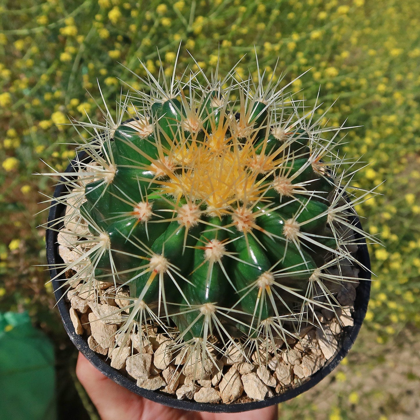 Golden Barrel Cactus - Echinocactus grusonii
